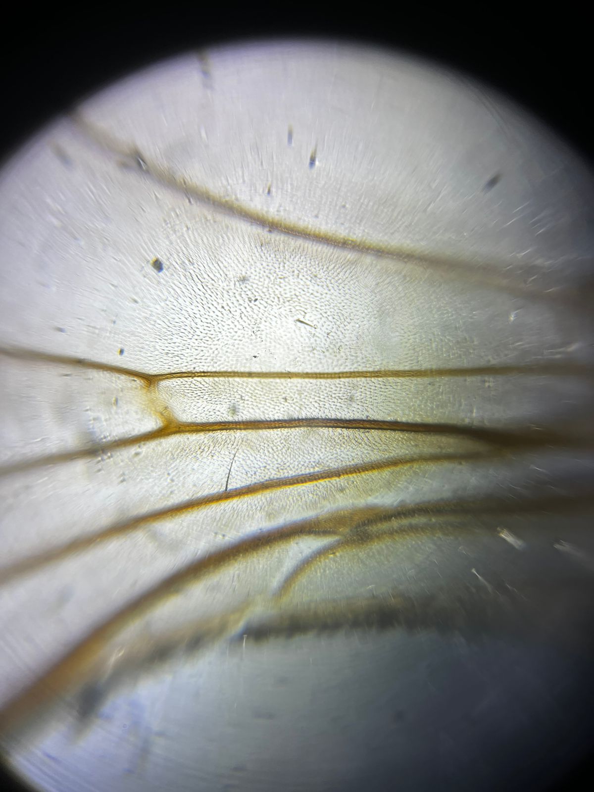 NaN%2FIMG-20240414-WA0017.jpg?alt=media&token=2a9c21b7-5f73-44cd-ae7f-6399b6f1e226