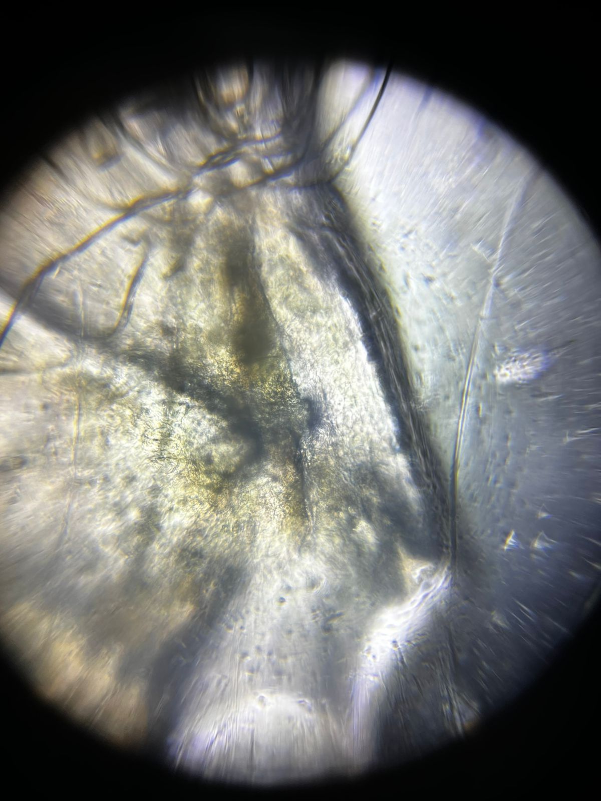 NaN%2FIMG-20240414-WA0018.jpg?alt=media&token=ed2023c4-902e-4abd-86fb-037f072a41a3