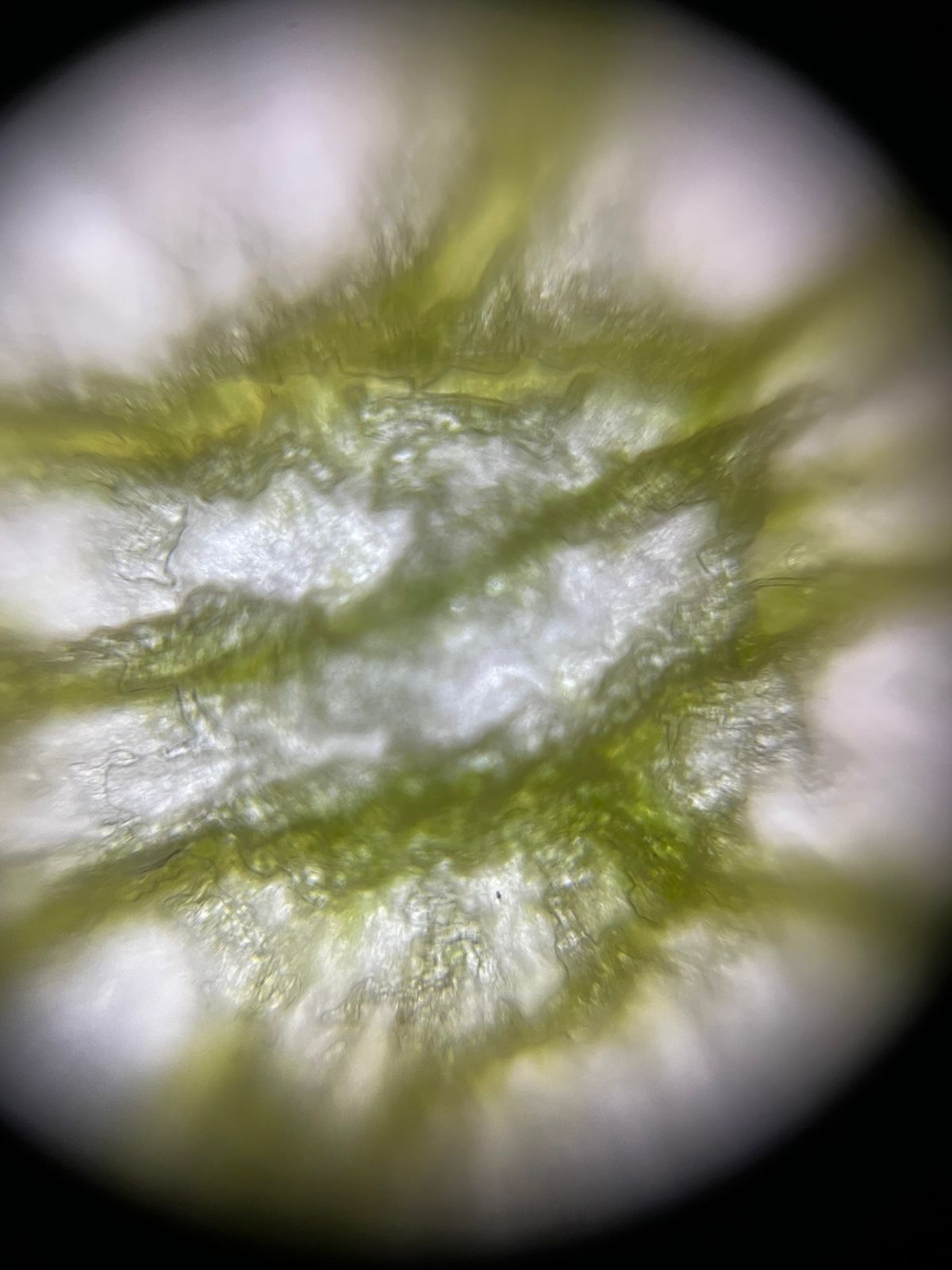 NaN%2FIMG-20240414-WA0019.jpg?alt=media&token=0f04ade9-3925-44ba-85e3-1d1201977228