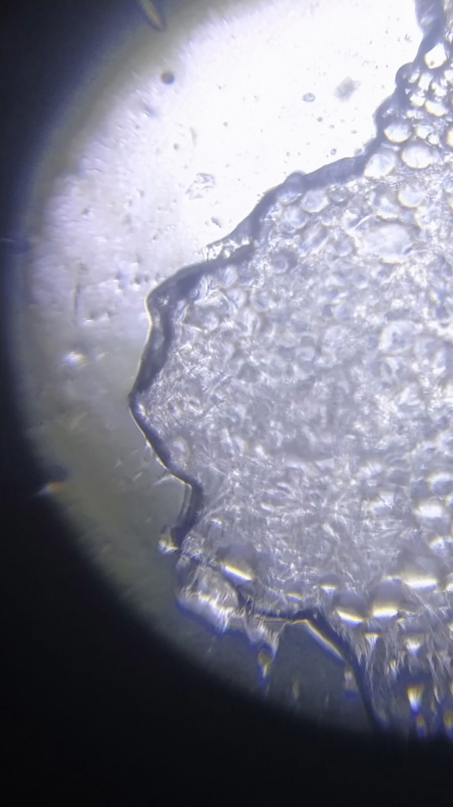 NaN%2FIMG-20240529-WA0060.jpg?alt=media&token=d68a04c3-e7d0-4046-9013-8ec7cfc194e8