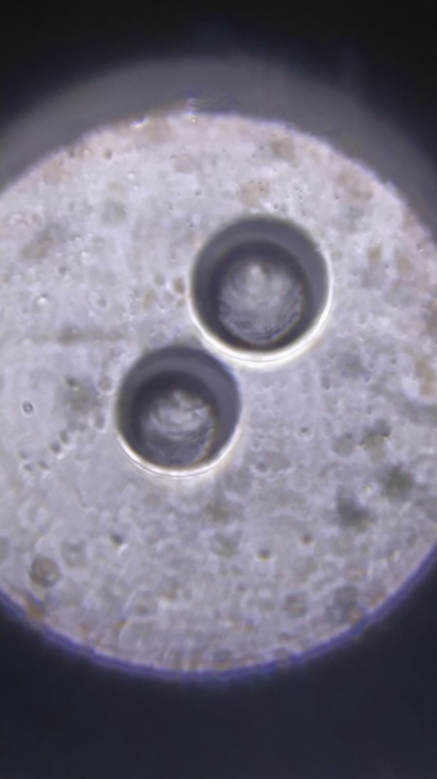 NaN%2FIMG-20240529-WA0061.jpg?alt=media&token=0962e493-6d47-4586-ad48-5ecf79019ea2