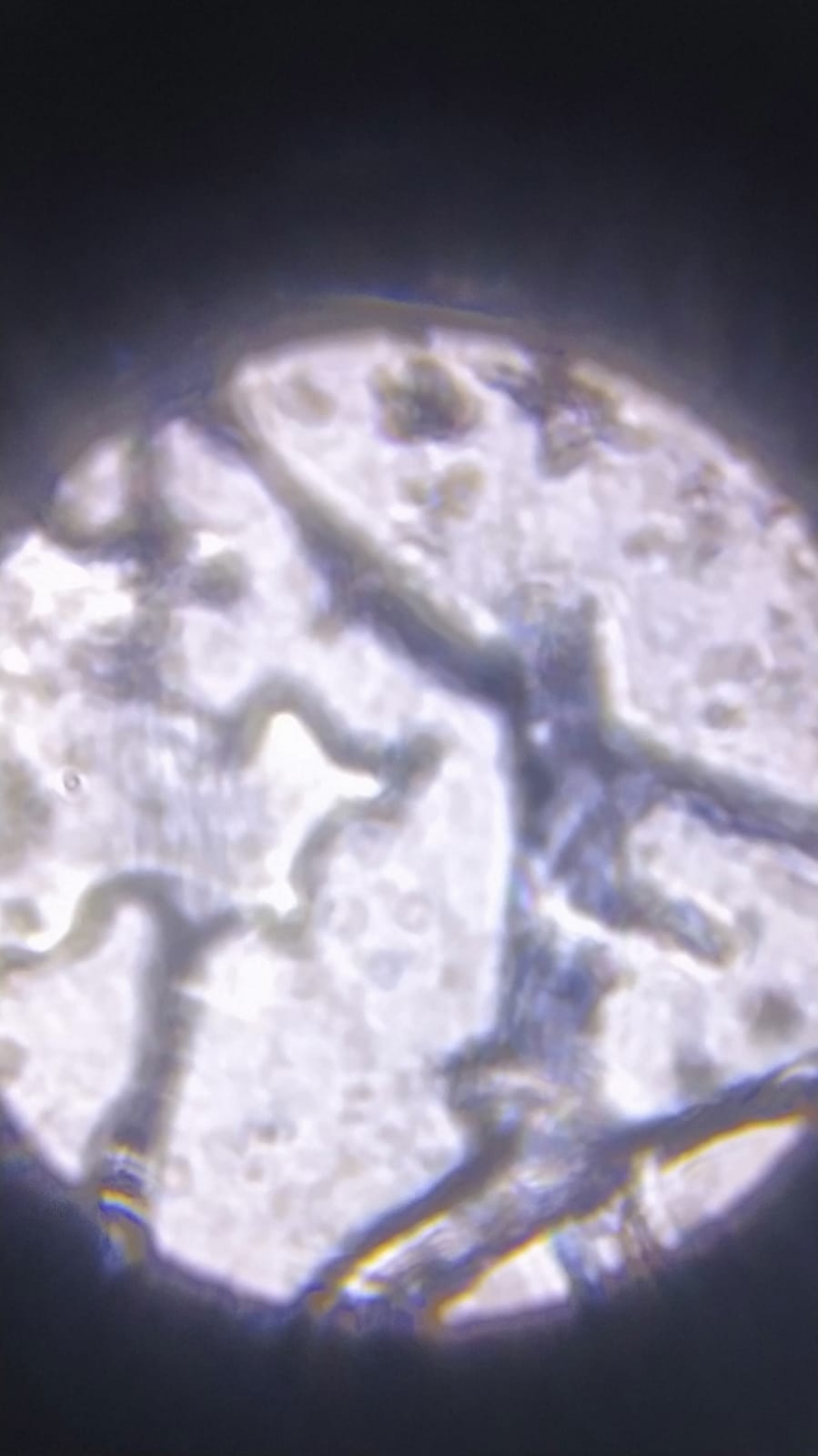 NaN%2FIMG-20240529-WA0064.jpg?alt=media&token=a93558e4-46cf-477d-a6c4-c7f52e99a50c