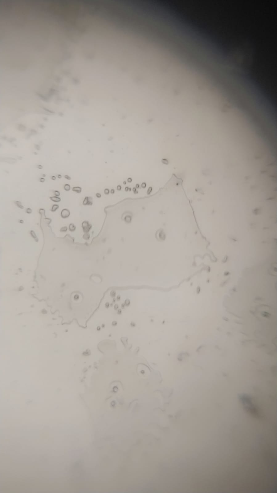 NaN%2FIMG-20240529-WA0065.jpg?alt=media&token=ac525517-0c1c-4ce5-a5ab-0cf6714f2983