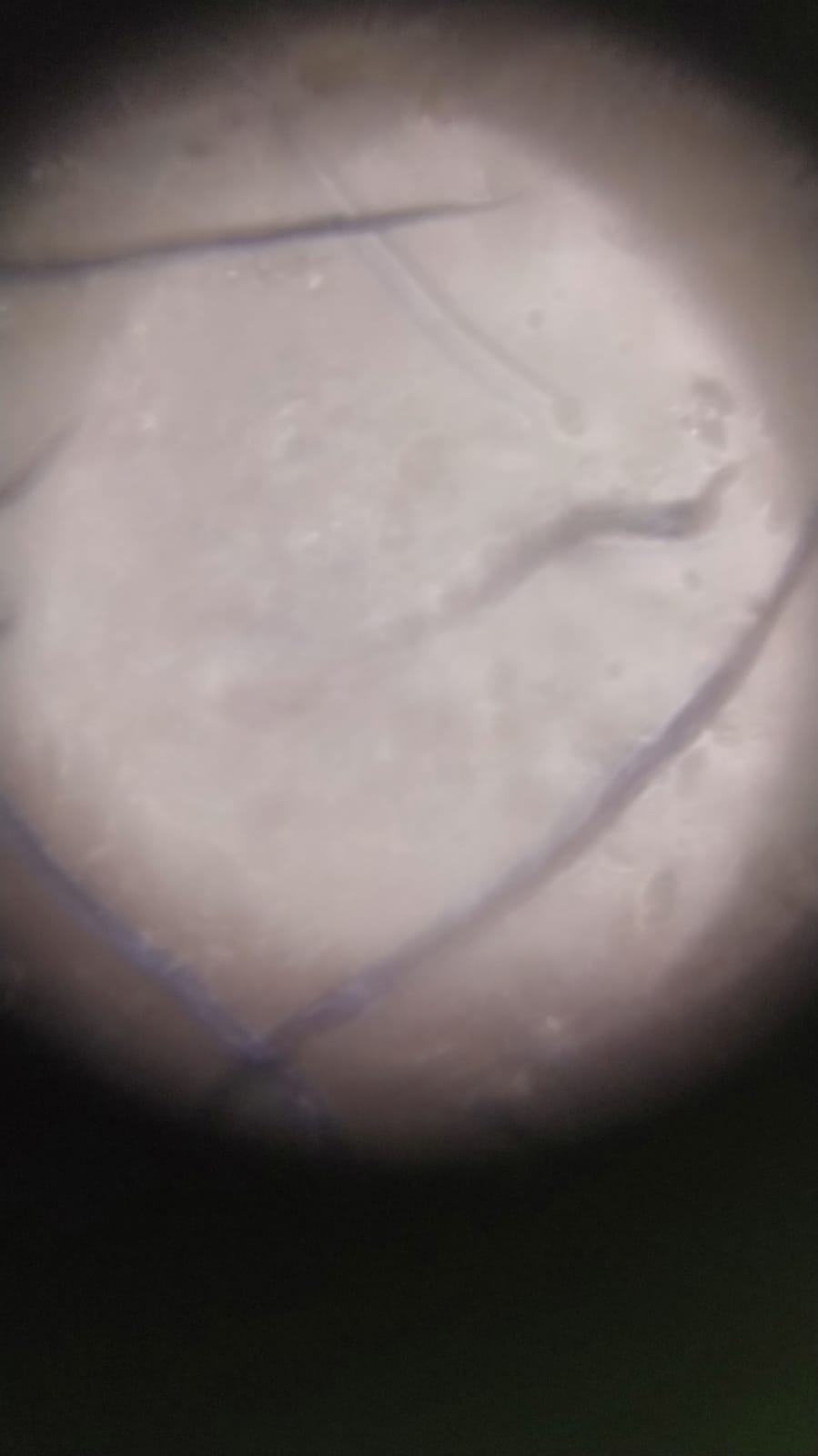 NaN%2FIMG-20240529-WA0066.jpg?alt=media&token=9492dfe2-f360-49b6-afc9-13f09bdd13c7