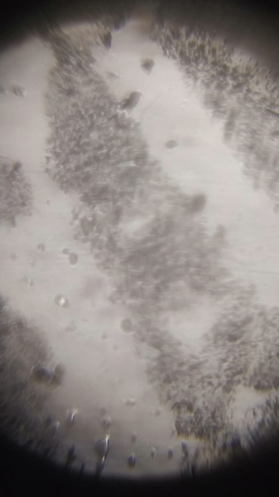 NaN%2FIMG-20240529-WA0067.jpg?alt=media&token=1328ce15-f2b6-46a9-b33c-7fadd025d58d