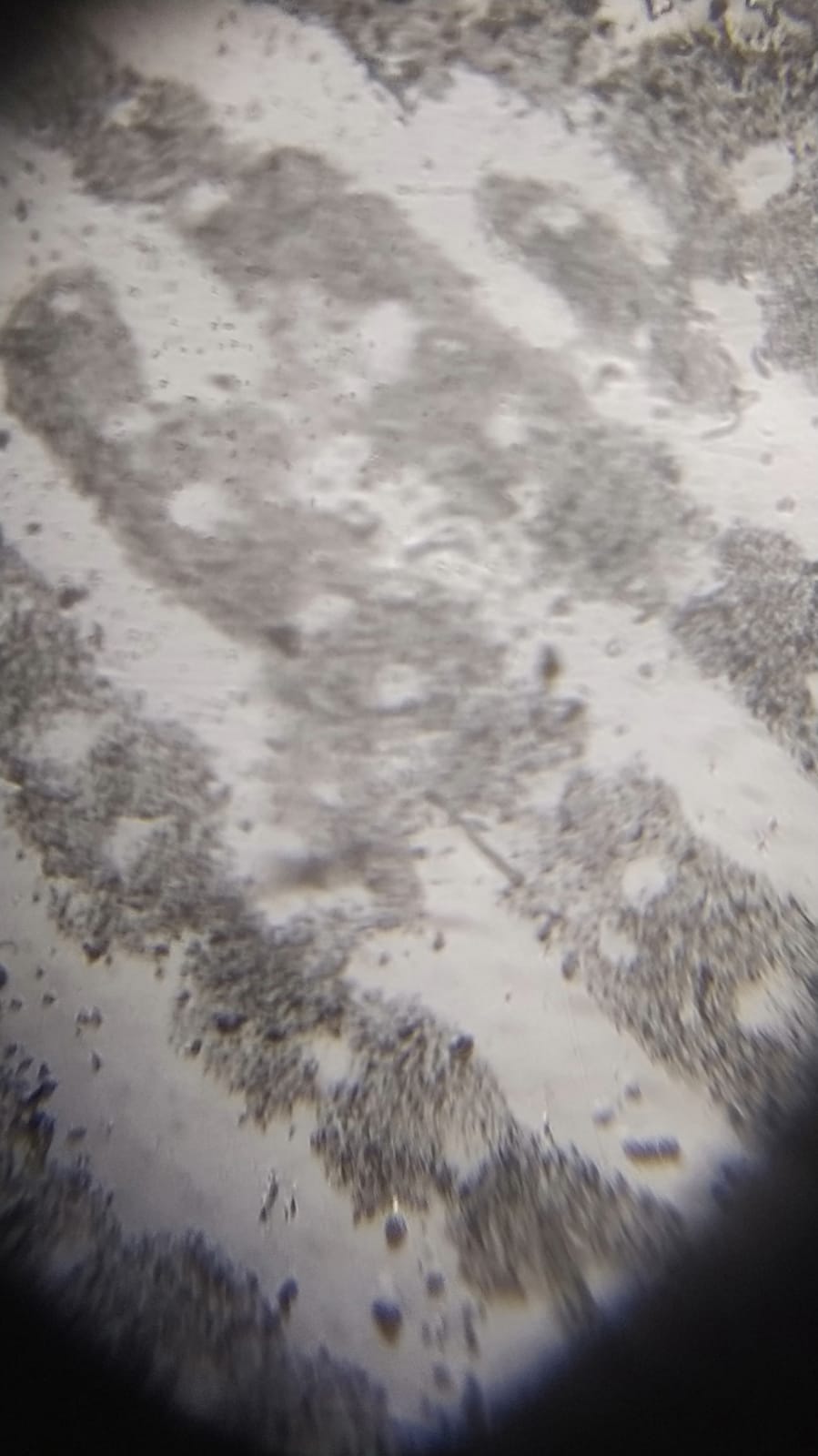 NaN%2FIMG-20240529-WA0069.jpg?alt=media&token=4269d53a-ffb7-4970-8f1b-7f83a861d389