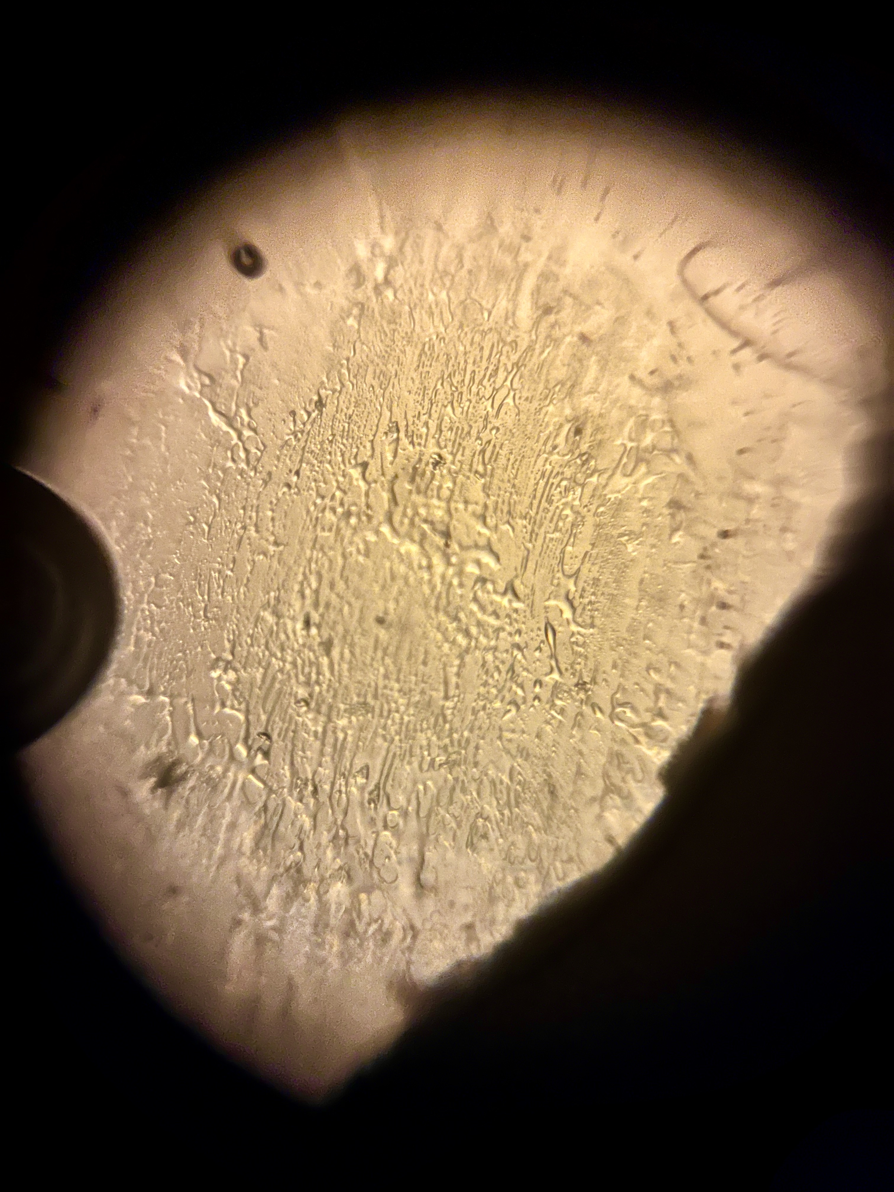 NaN%2FIMG_0765.jpeg?alt=media&token=4166f63f-0457-4a86-a95f-9b529f38fe72