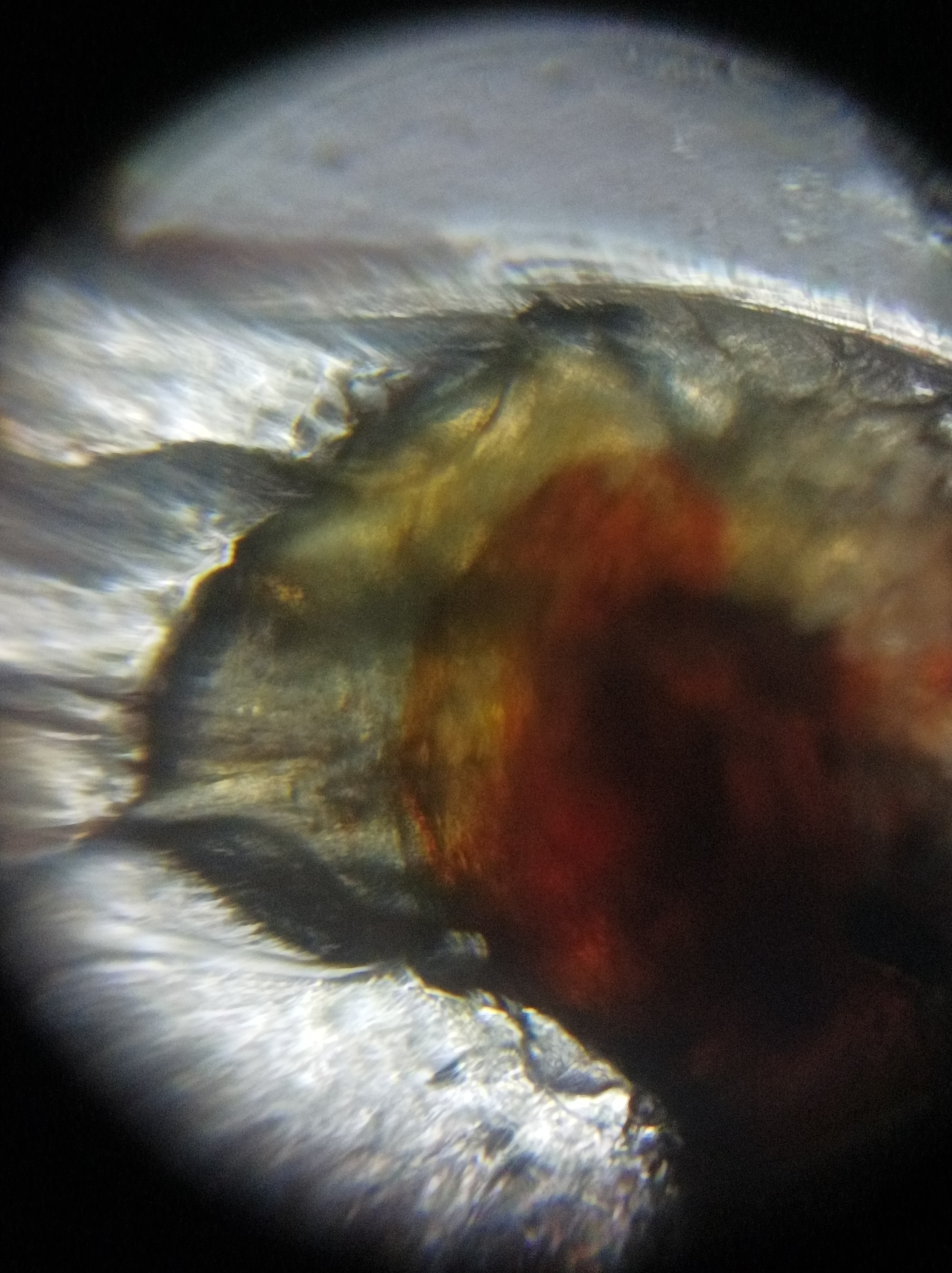 NaN%2FIMG_20221031_001303.jpg?alt=media&token=881bffff-eaf2-4c7c-88c3-dbf98ec31eec