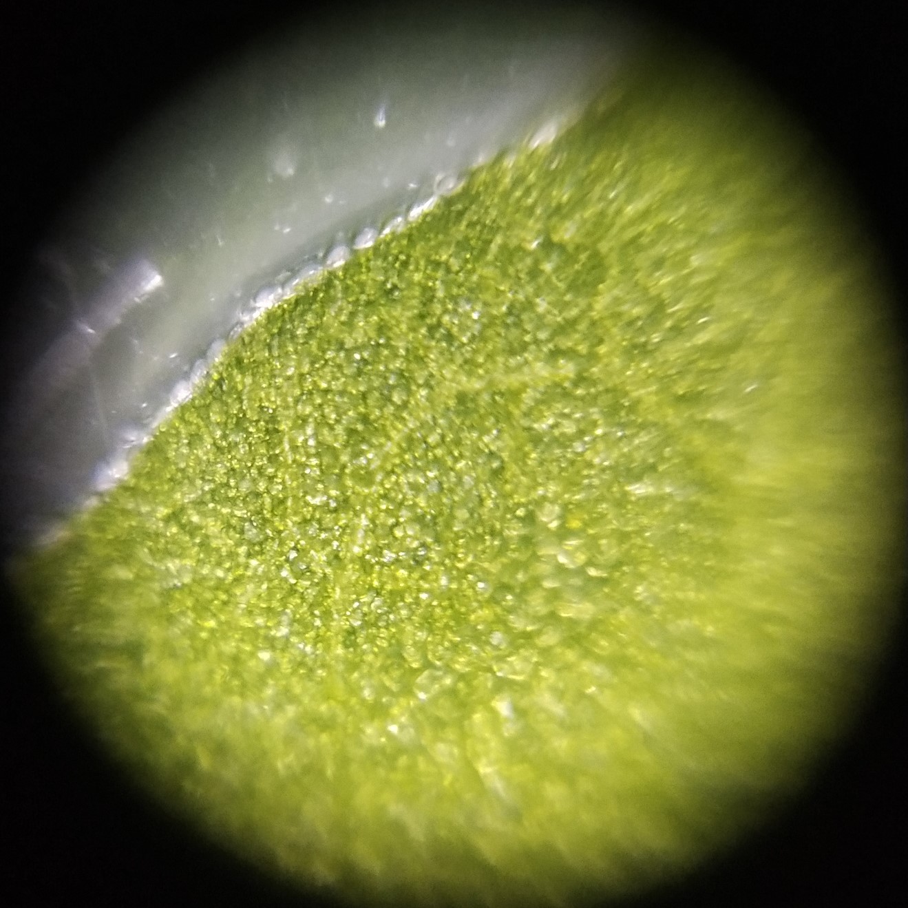 NaN%2FIMG_20230111_133053.jpg?alt=media&token=1f121e4f-27f3-4388-bd87-26a4c7c0c42e