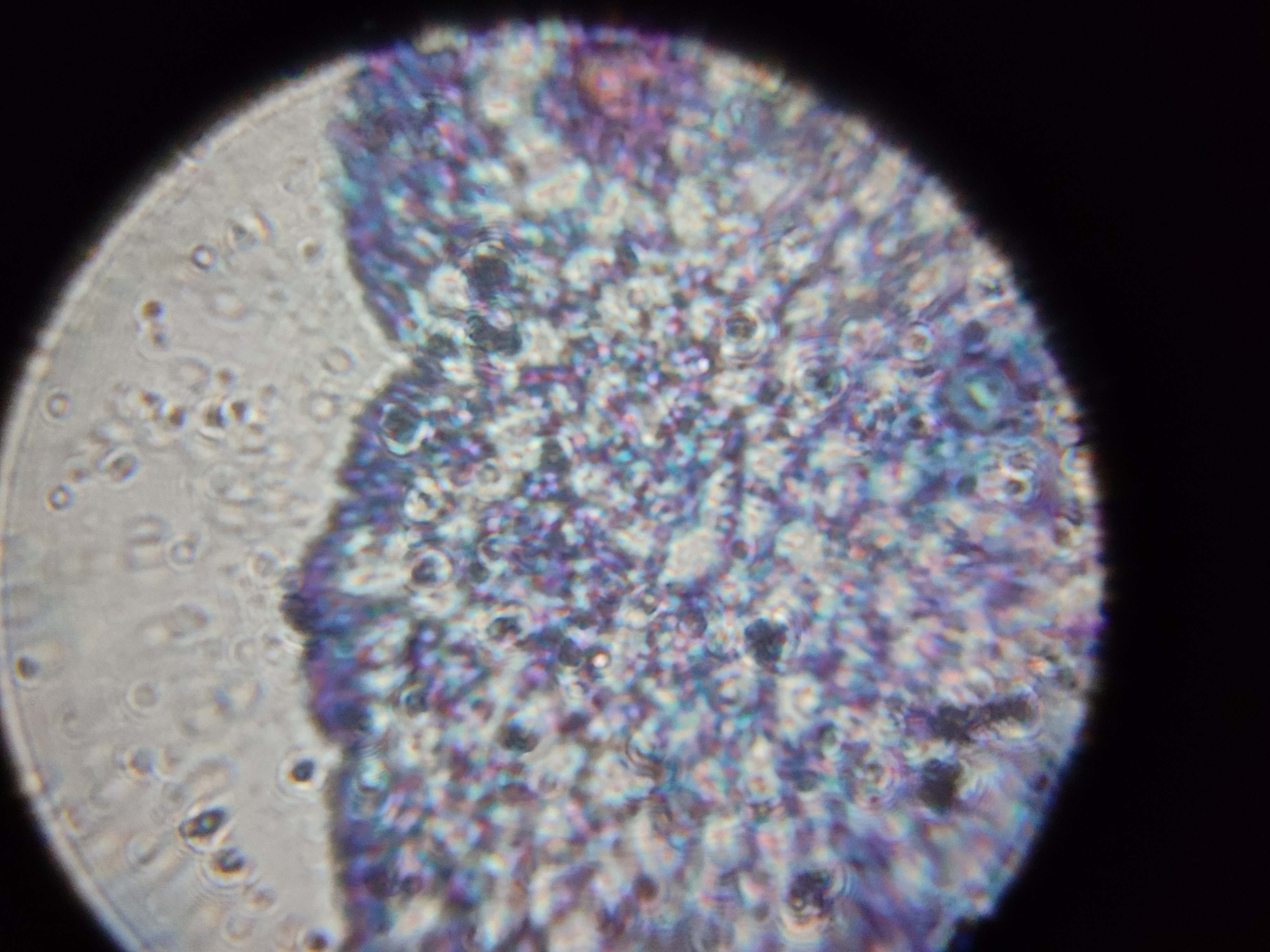 NaN%2FIMG_20230301_135542.jpg?alt=media&token=14f345aa-5411-4990-9ce4-589efe2bb291