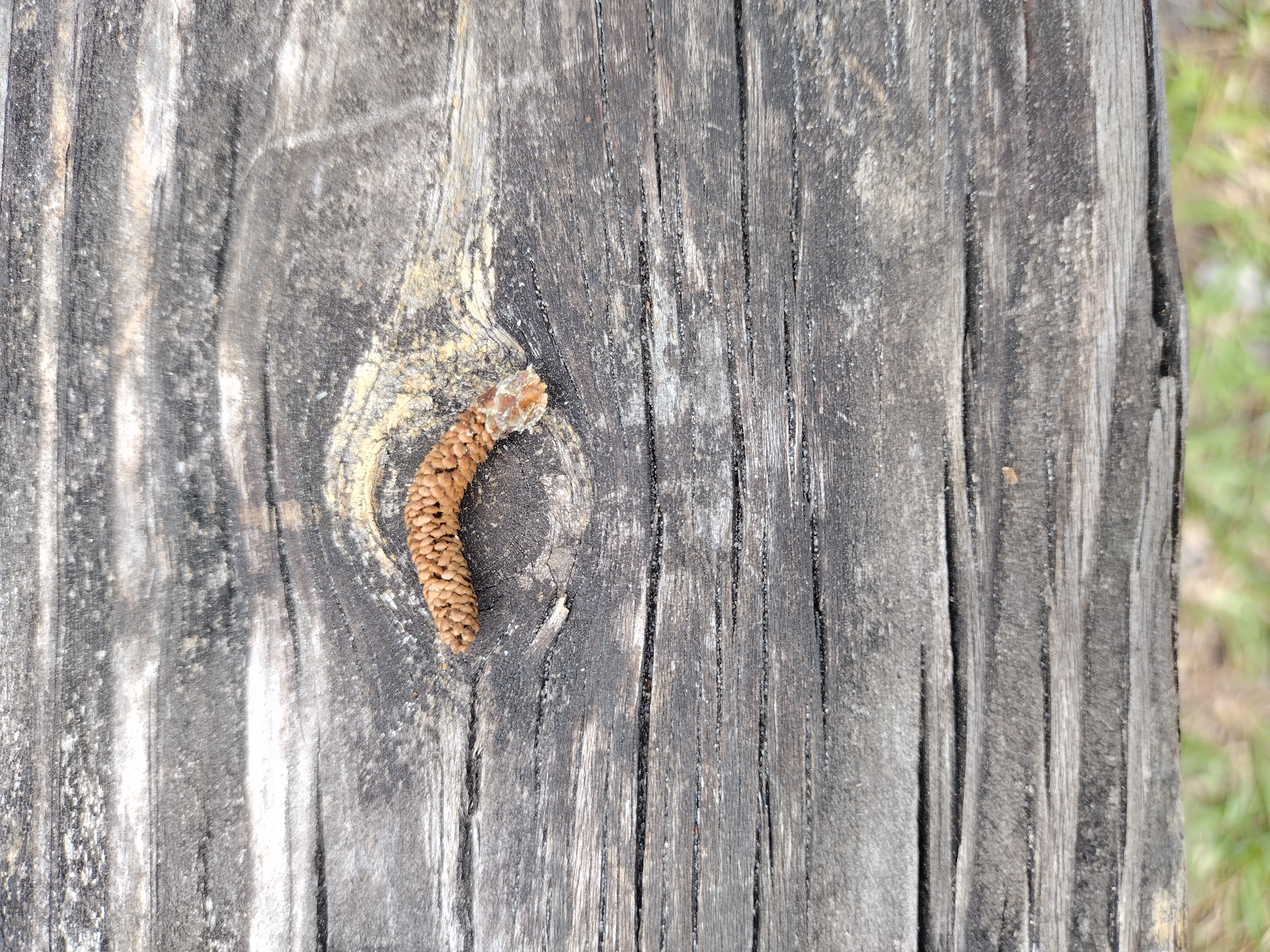 NaN%2FIMG_20230412_153218396_MP.jpg?alt=media&token=69c8b988-3095-4f39-8398-966e908fe621