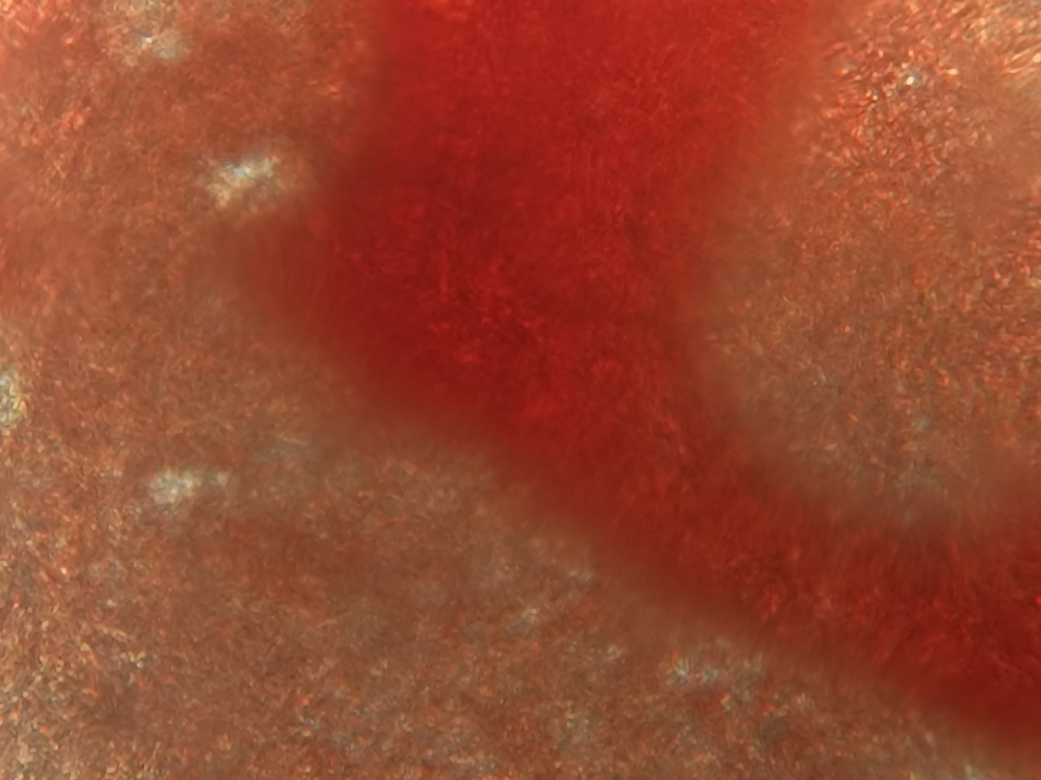 NaN%2FIMG_20240507_115342.jpg?alt=media&token=cb6a6777-4a81-4331-bca3-a06aa27cf480