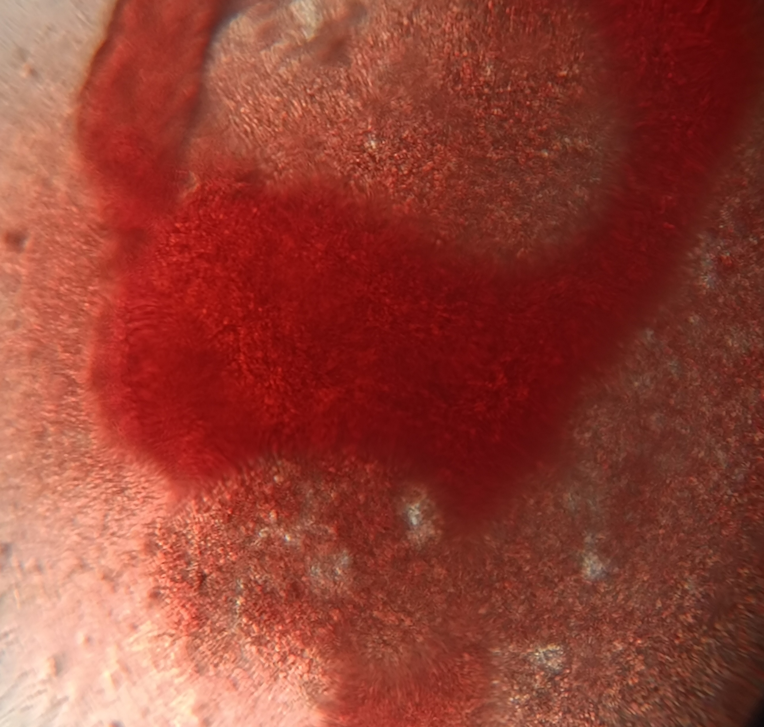 NaN%2FIMG_20240507_115754.jpg?alt=media&token=0f2c95fa-dbb8-4f1f-a310-4af63a70ee87