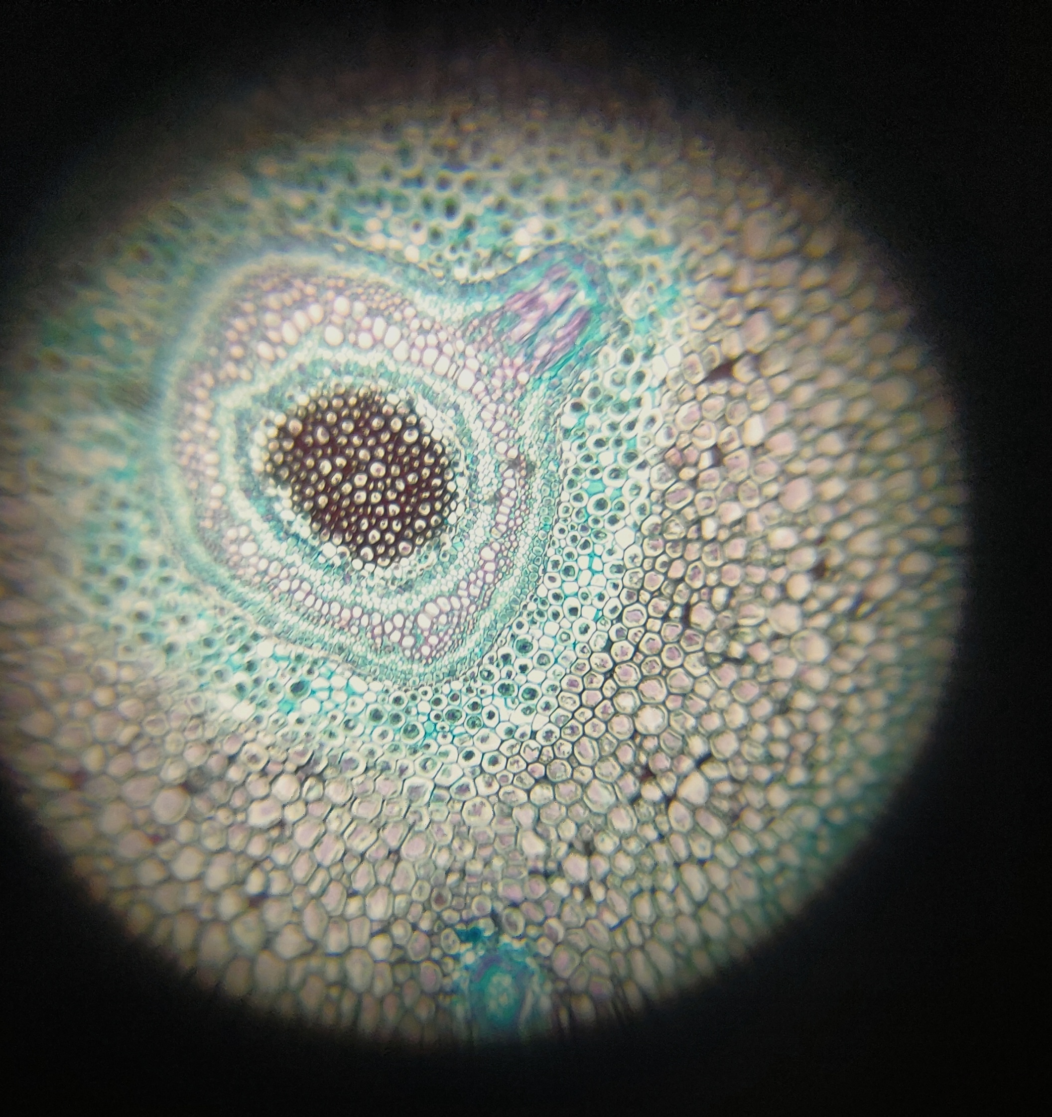 NaN%2FIMG_20240520_154127__01.jpg?alt=media&token=e3645fdb-8a29-4dbf-99b5-92efe9486982