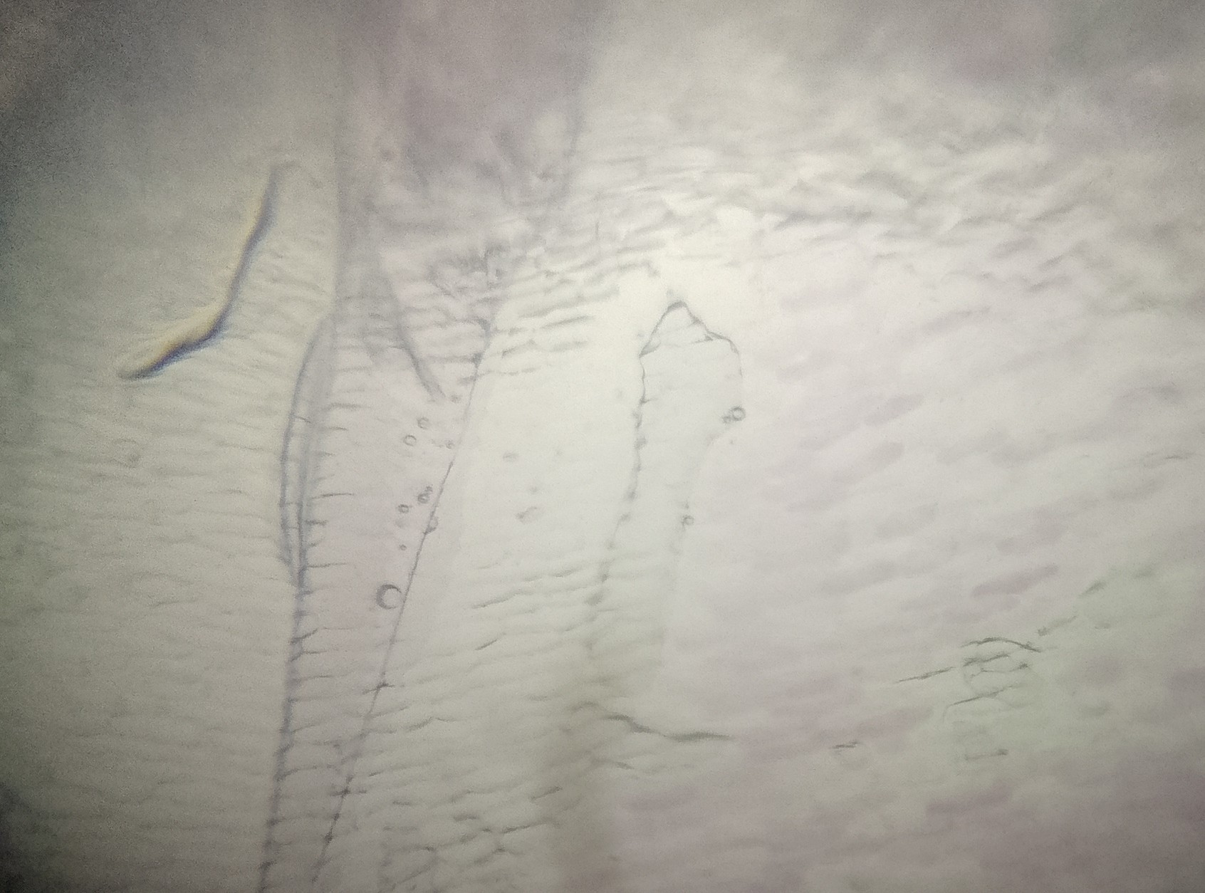 NaN%2FIMG_20240520_165822.jpg?alt=media&token=6577ed7c-1bec-41b8-9cd4-a40f3dad11a6