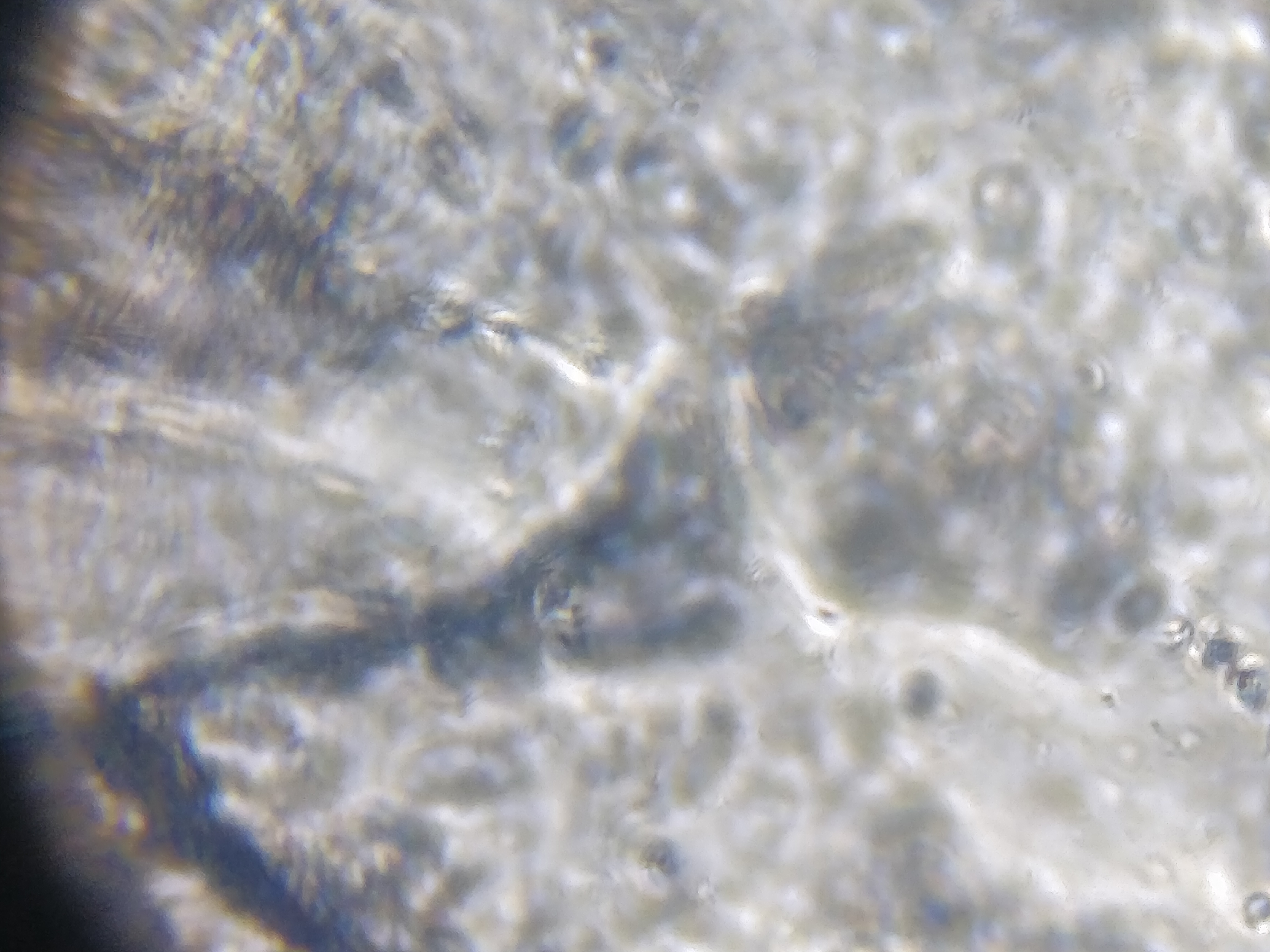 NaN%2FIMG_20240521_154328.jpg?alt=media&token=242ffe15-eb80-4f5a-88b0-cd1c9e7985d1