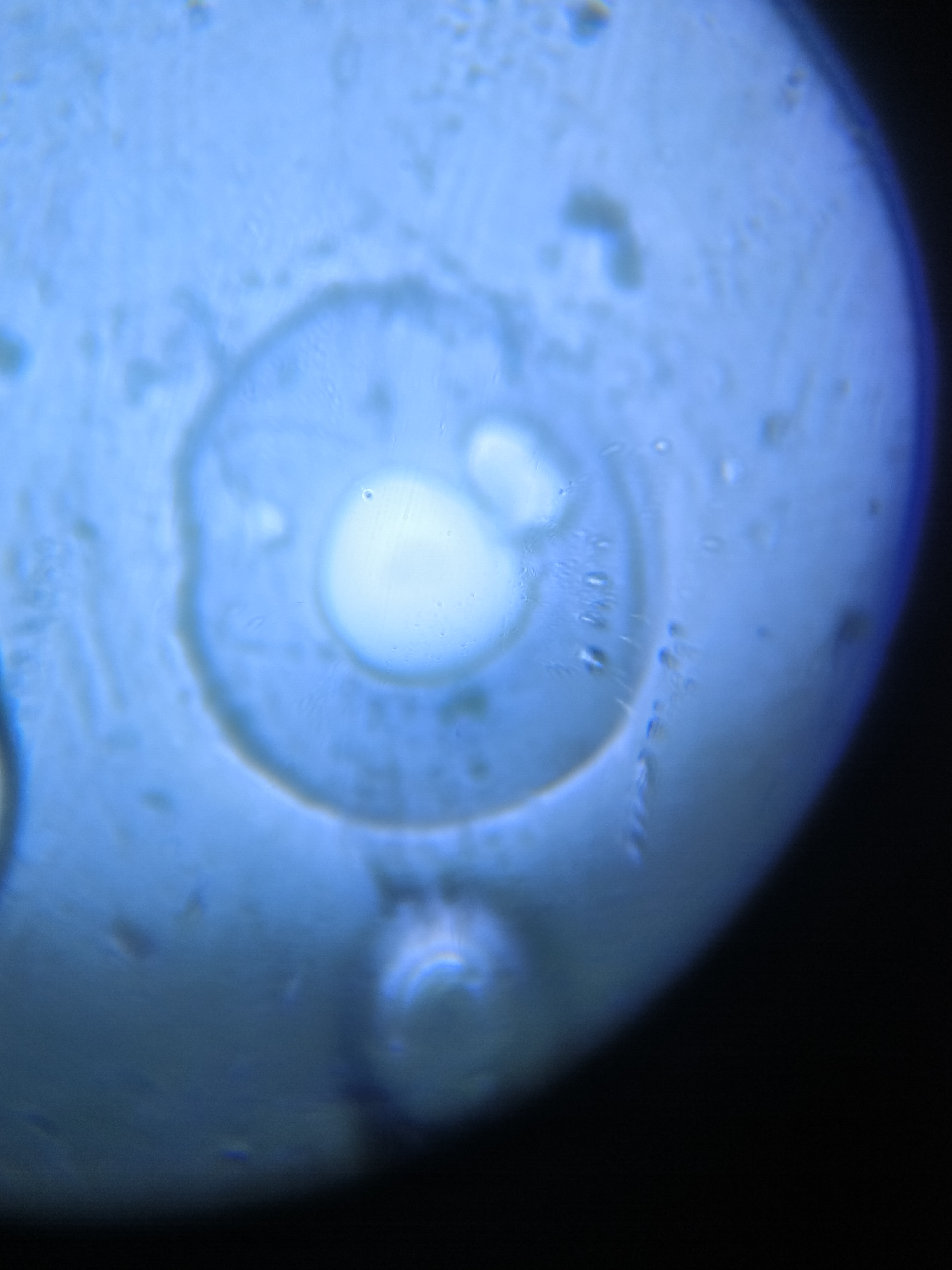 NaN%2FIMG_20240521_154956.jpg?alt=media&token=95e68597-6c91-411f-ad5a-81e03ebe4ff5