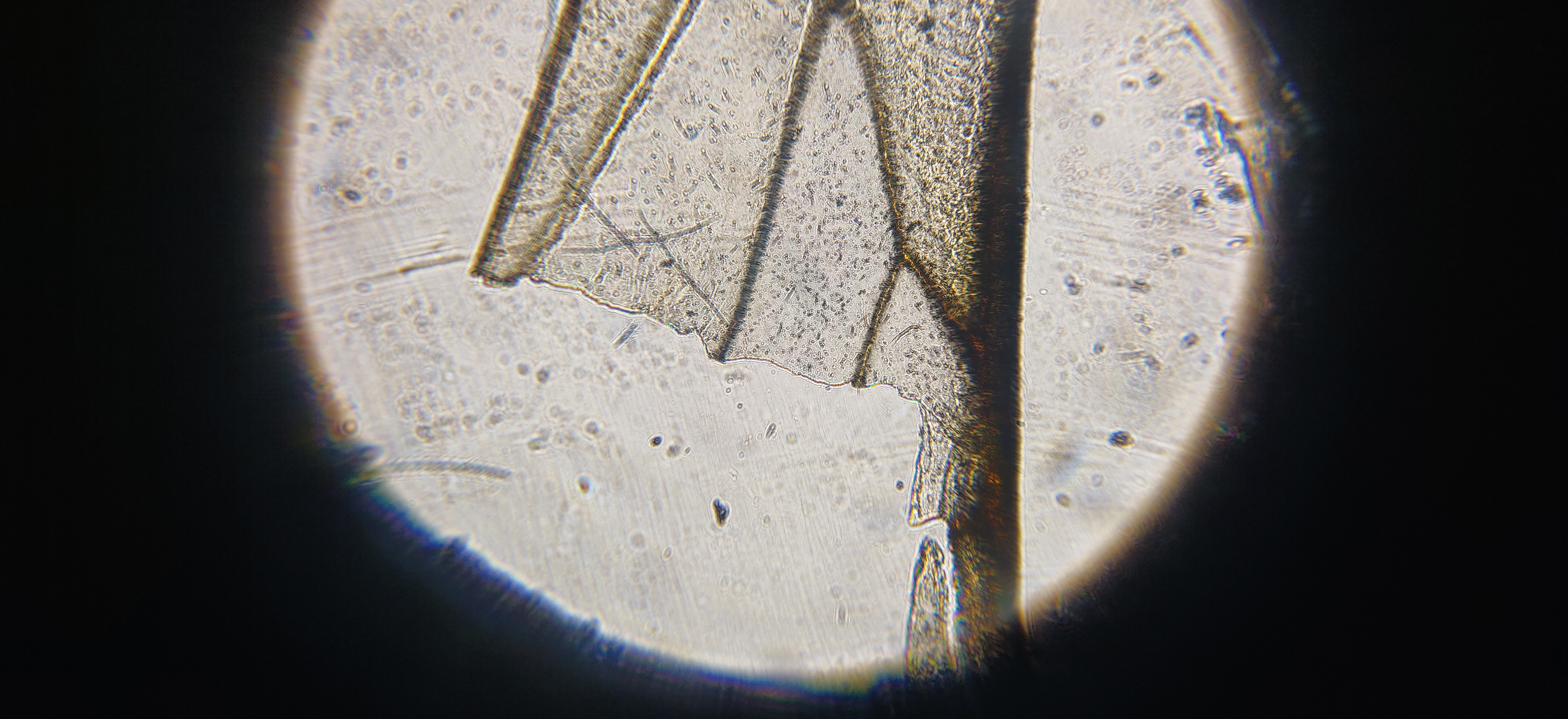 NaN%2FIMG_20240523_162844.jpg?alt=media&token=5c6091b2-1d64-4f9c-999d-24c99dd7c385