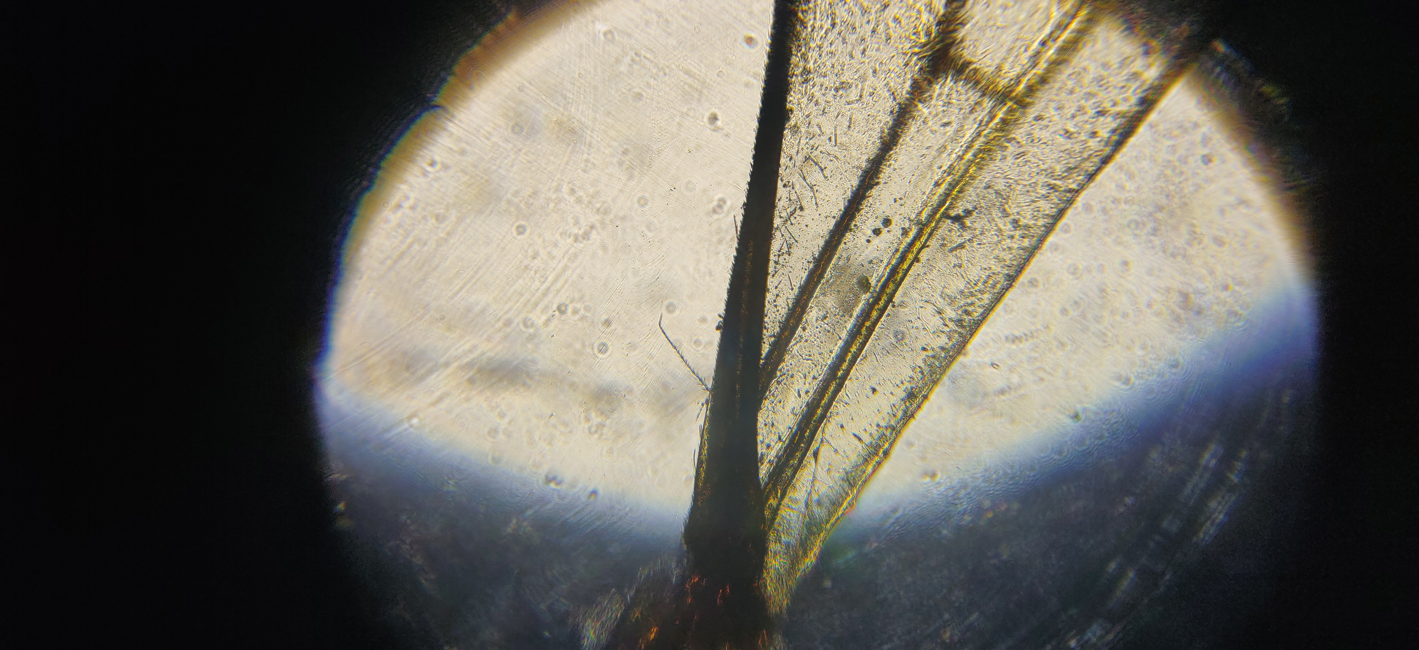 NaN%2FIMG_20240523_163940.jpg?alt=media&token=e594db5a-35d3-44c8-9347-db2f35c1d7d5