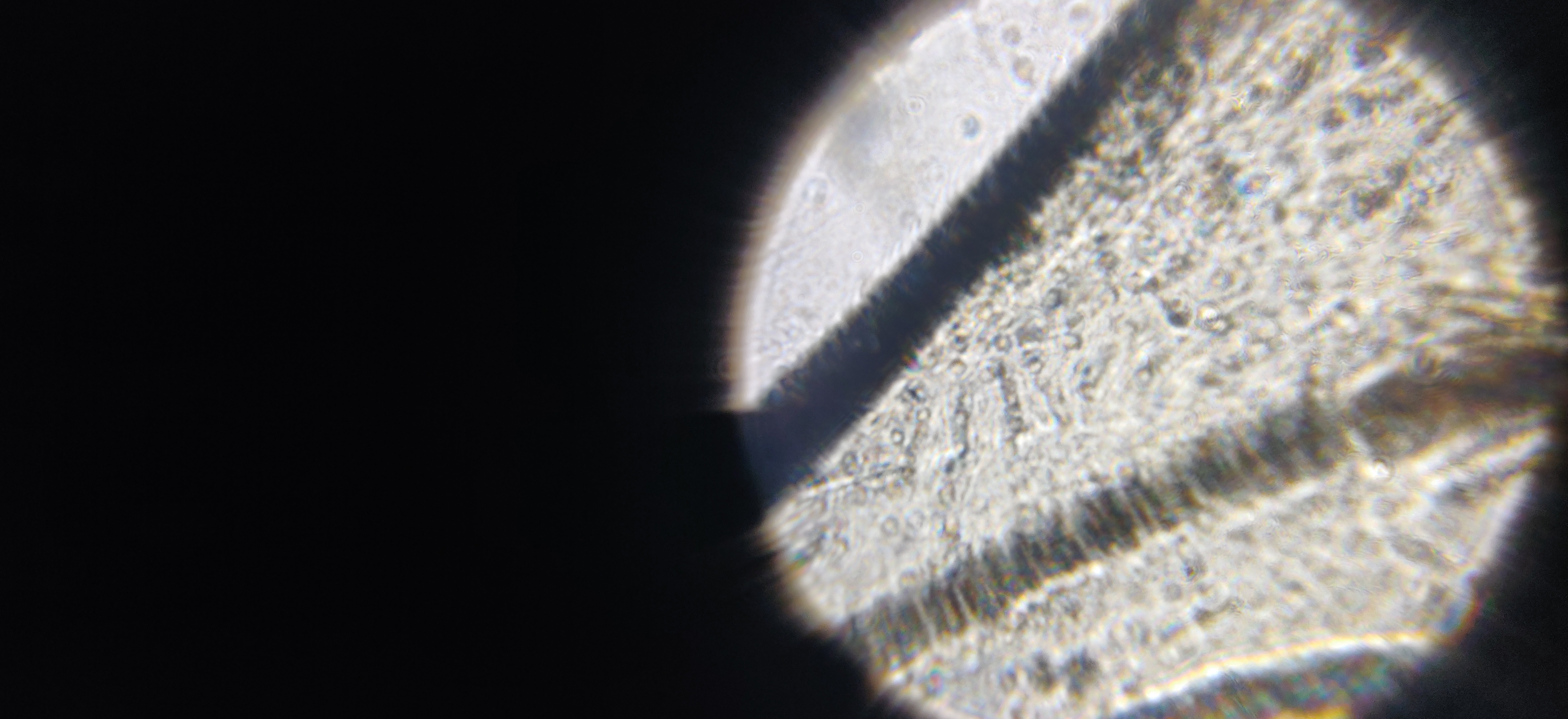 NaN%2FIMG_20240523_164146.jpg?alt=media&token=1c9722c6-dfe7-491e-8573-c7ee2273bbcb