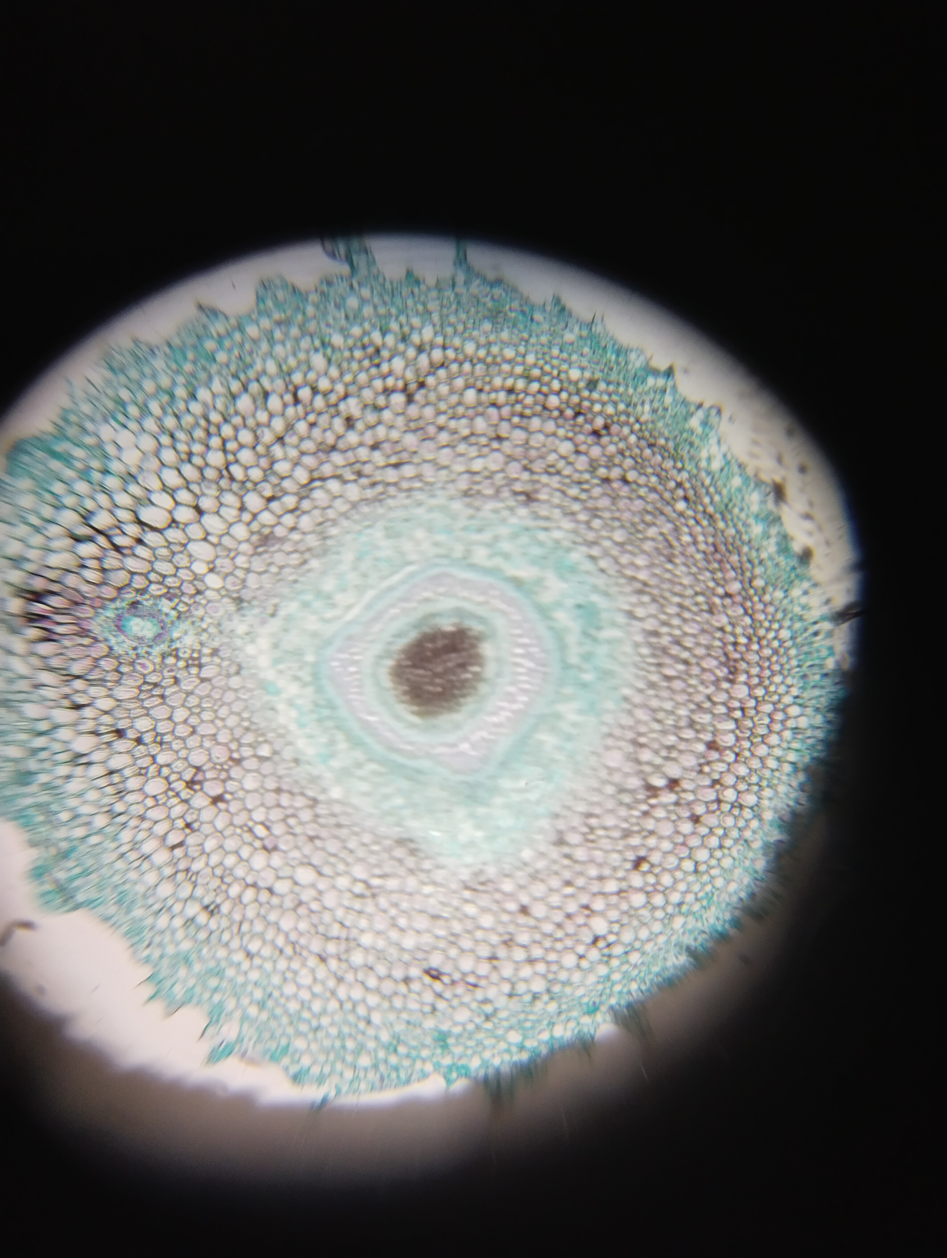 NaN%2FIMG_20240527_154251.jpg?alt=media&token=b725a029-418d-4707-8f73-f12d5e4724b6