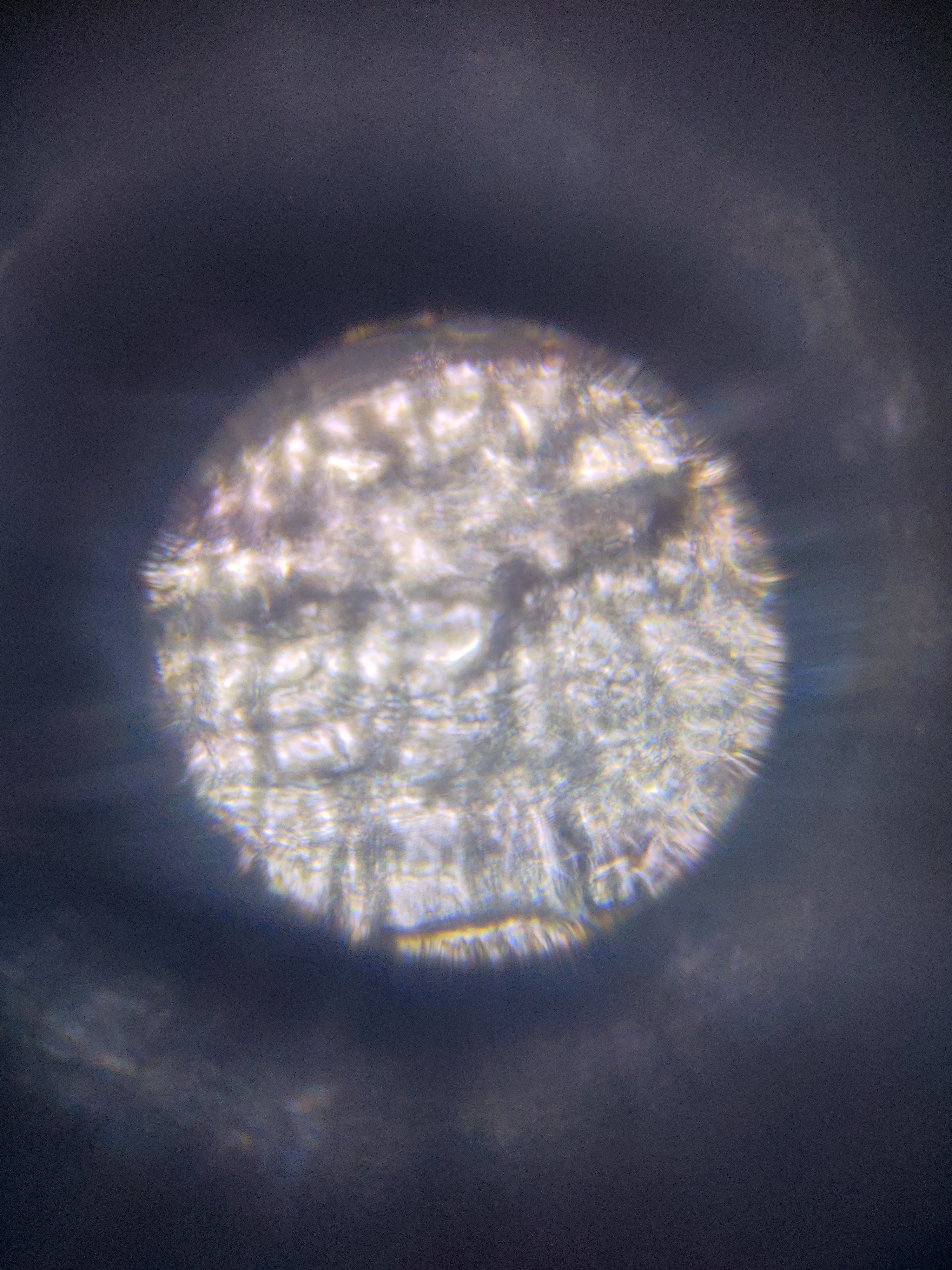 NaN%2FIMG_20240527_162455.jpg?alt=media&token=018d18c3-11fd-45ac-b029-7e6dcb833b52