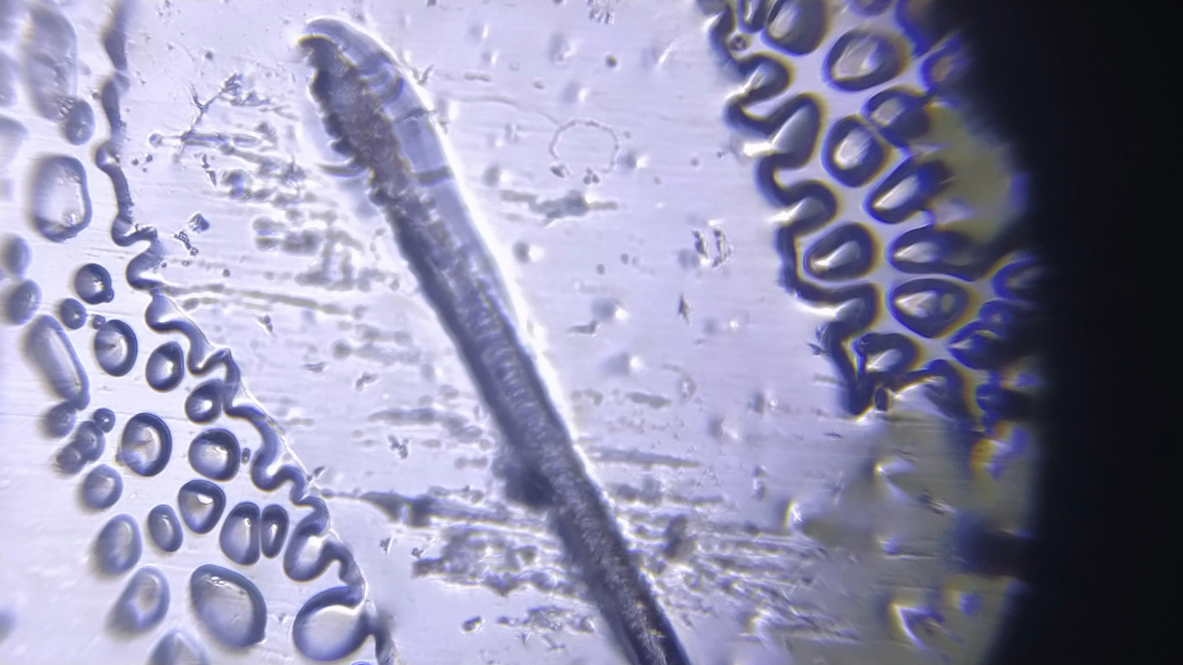 NaN%2FIMG_20240528_155638.jpg?alt=media&token=4f6d2417-7881-4f29-8da1-e466e5fcf542