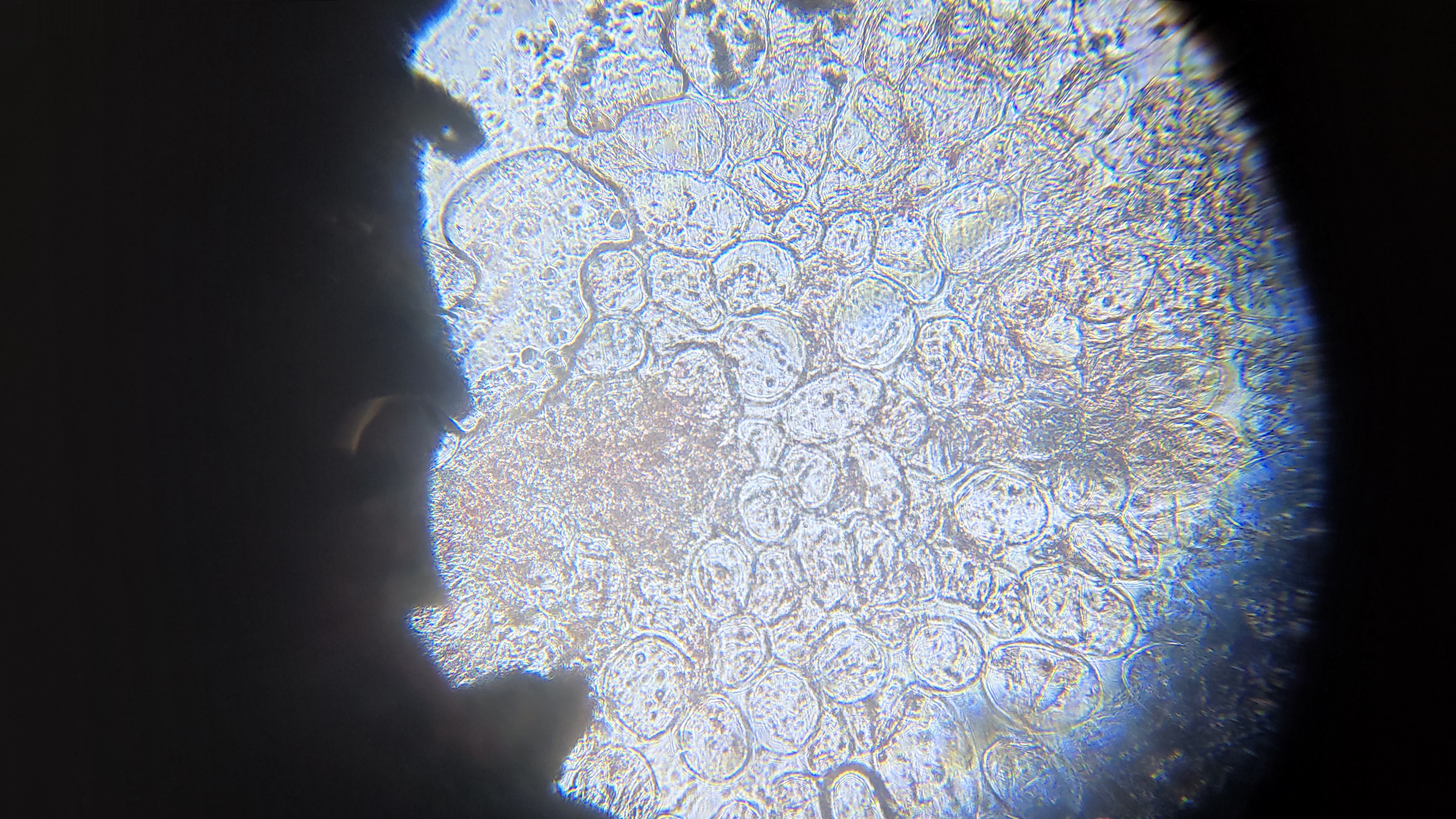 NaN%2FIMG_20240529_171313.jpg?alt=media&token=44c16c8c-ad28-4bf2-8204-ac9d1fad0bee