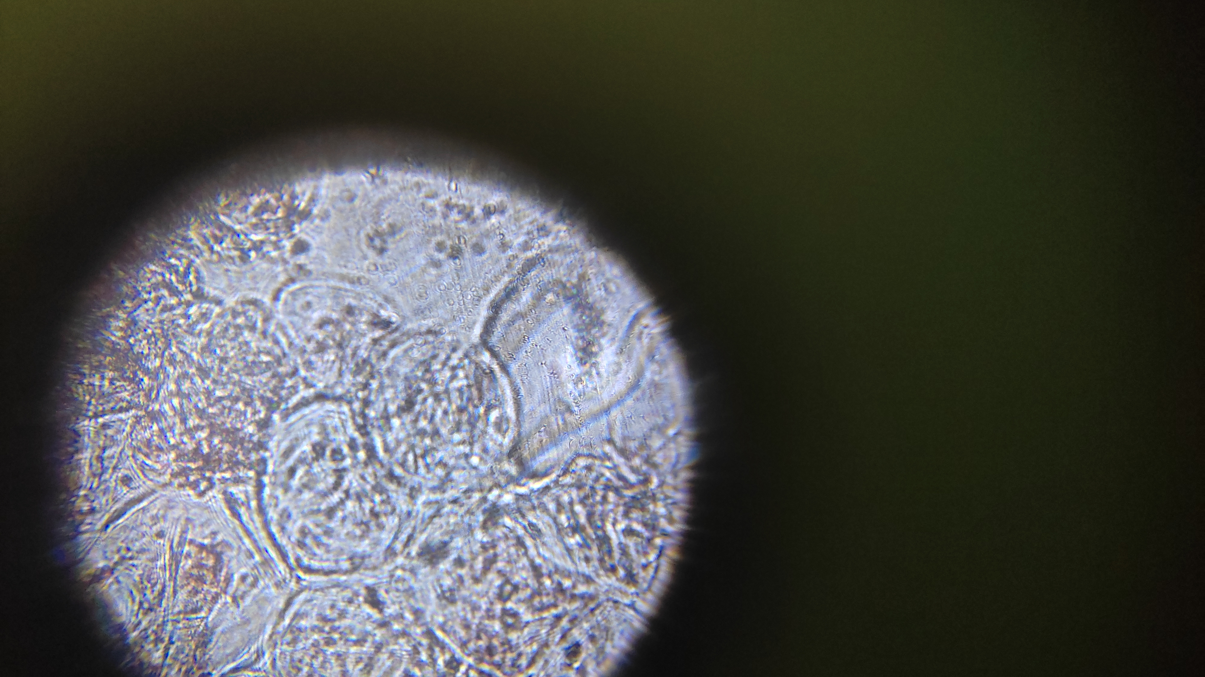 NaN%2FIMG_20240529_171514.jpg?alt=media&token=06eb762a-2b3c-4ddd-adf6-cb328a5a2e79