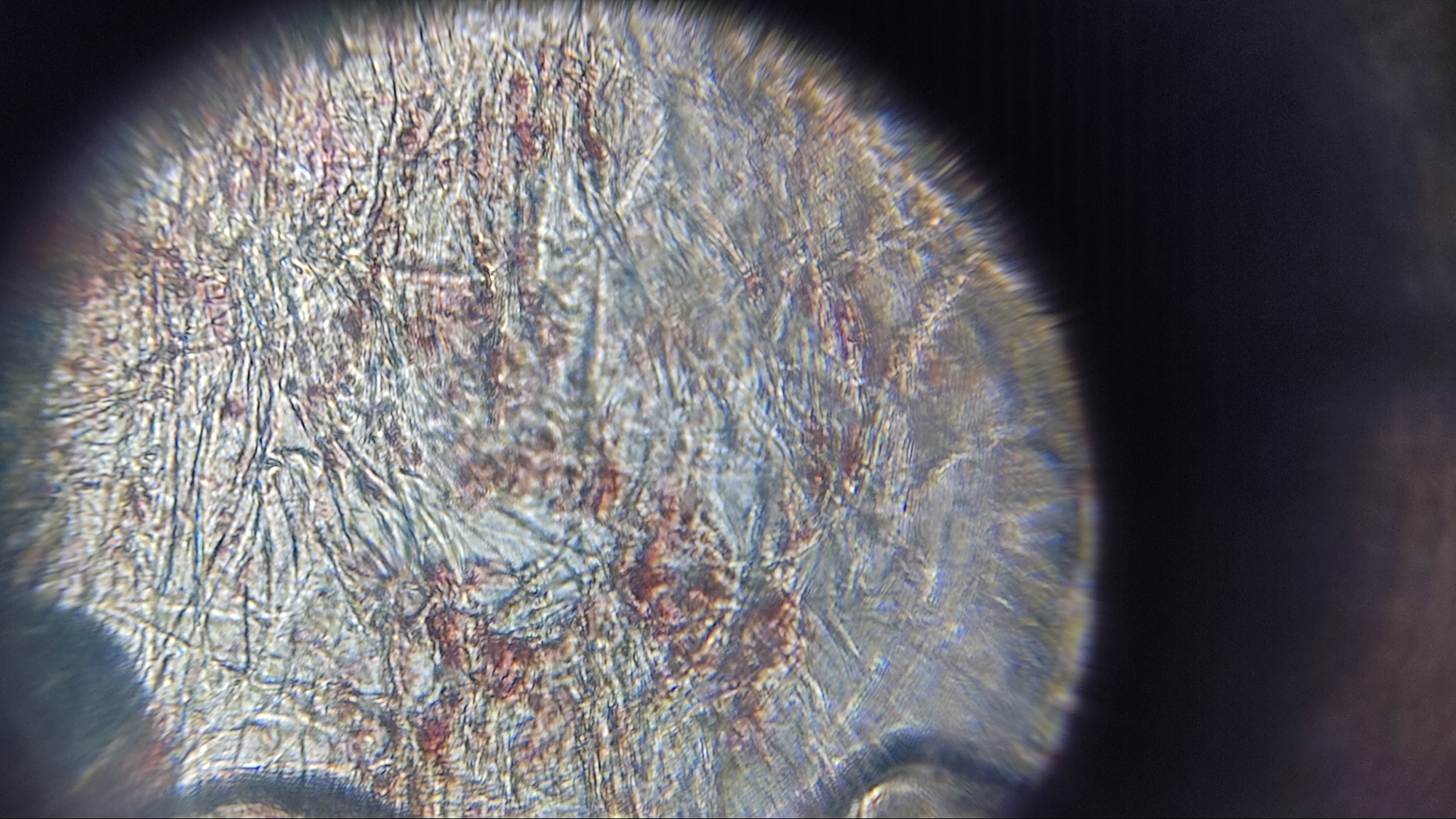 NaN%2FIMG_20240529_173352.jpg?alt=media&token=8e1e5ef7-ded3-4b92-b92e-123346b2c621