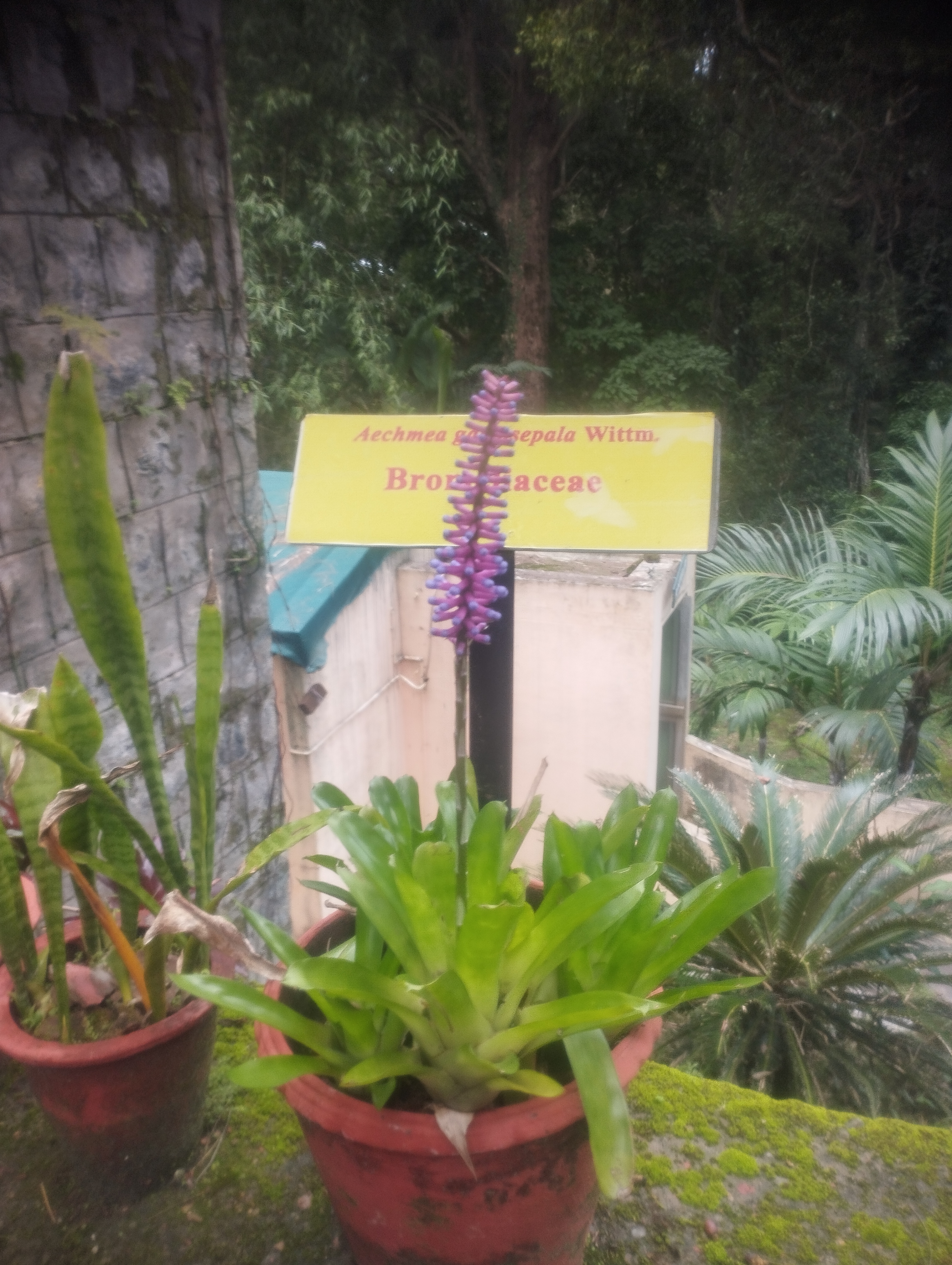 NaN%2FIMG_20240705_143835.jpg?alt=media&token=3014dab0-34ff-4ebf-aebb-d6e54e56fcff