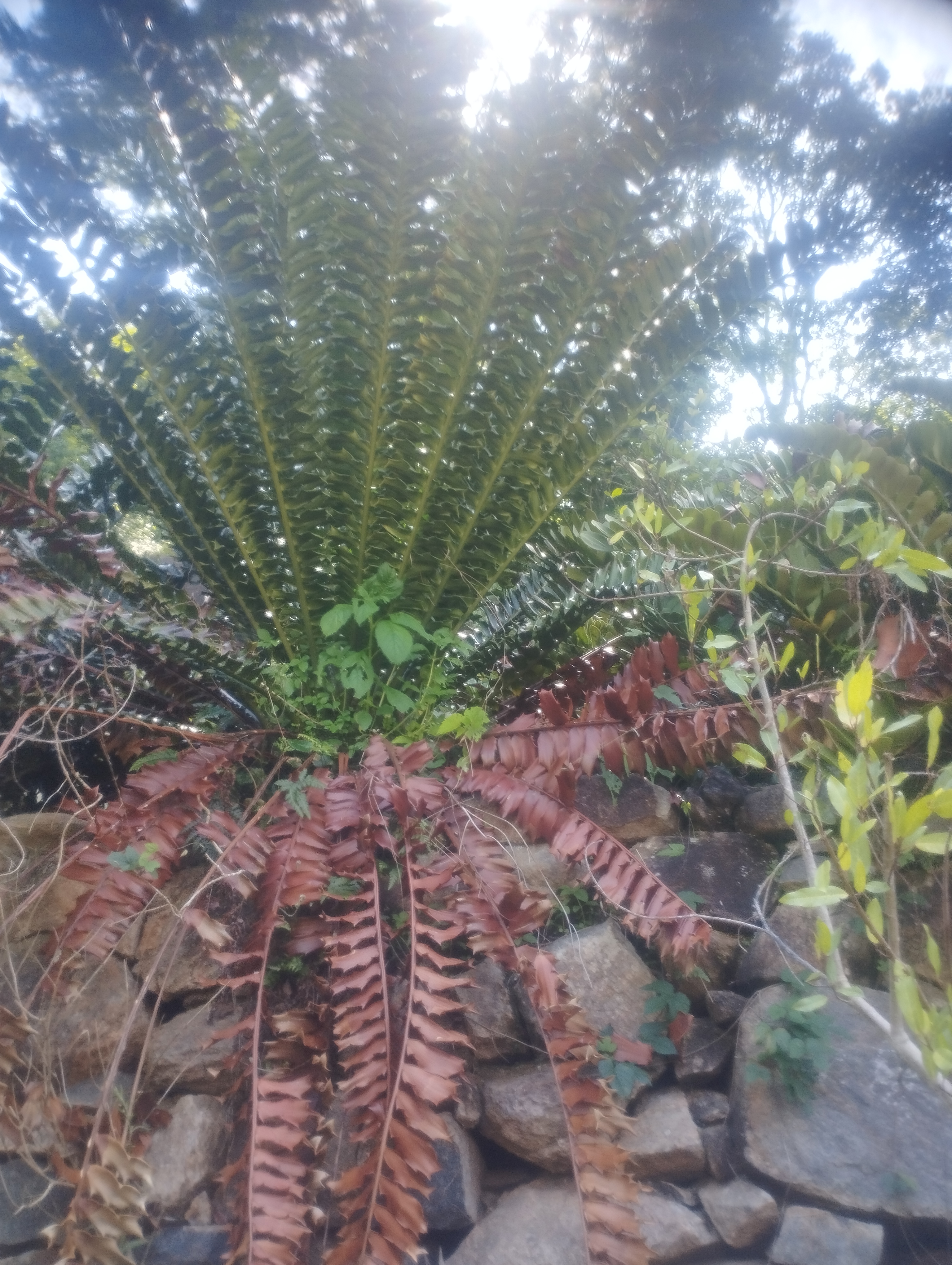 NaN%2FIMG_20240705_144919.jpg?alt=media&token=c6a86592-7af3-4334-8e17-d1b5d14e8263