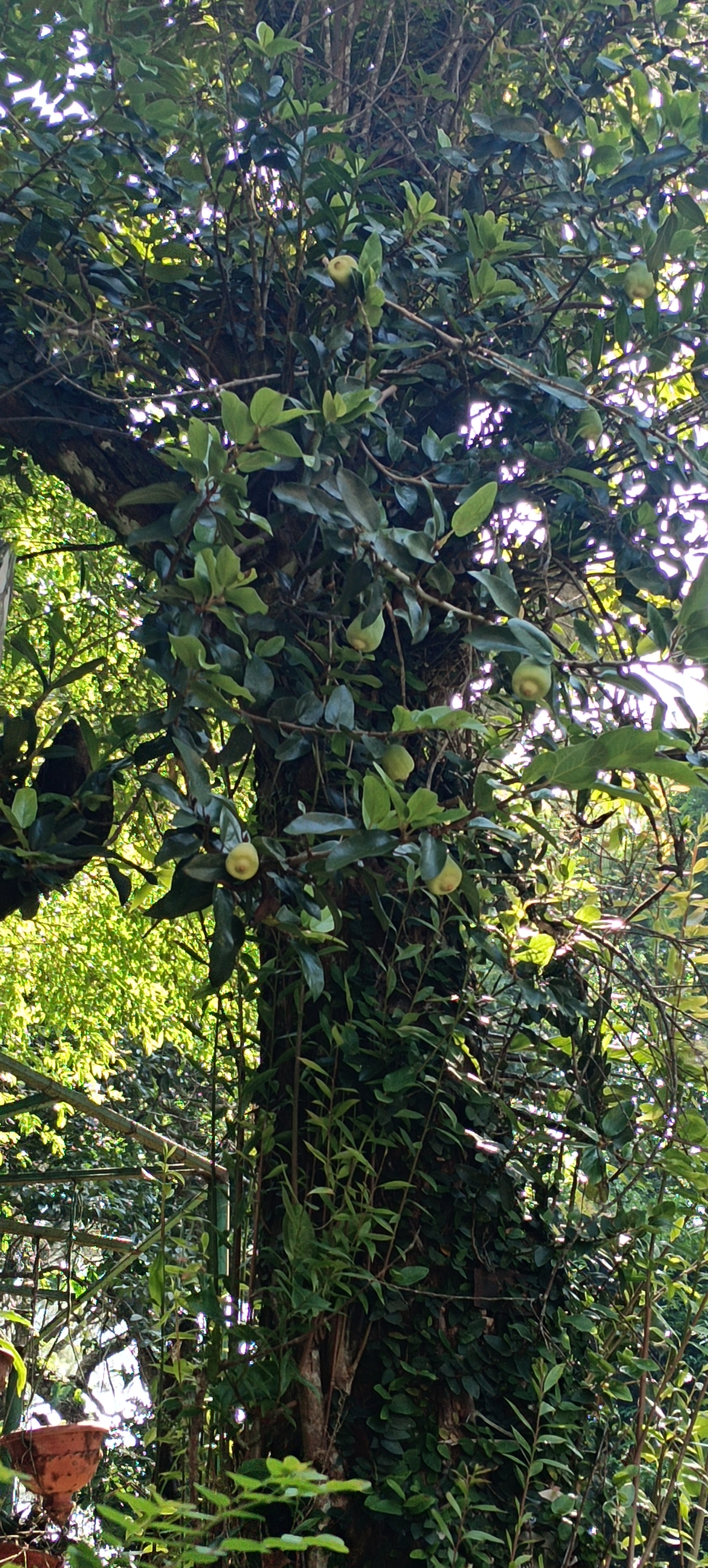 NaN%2FIMG_20240705_150049.jpg?alt=media&token=d6f585f5-8e22-4714-a020-ac5d10a651a2