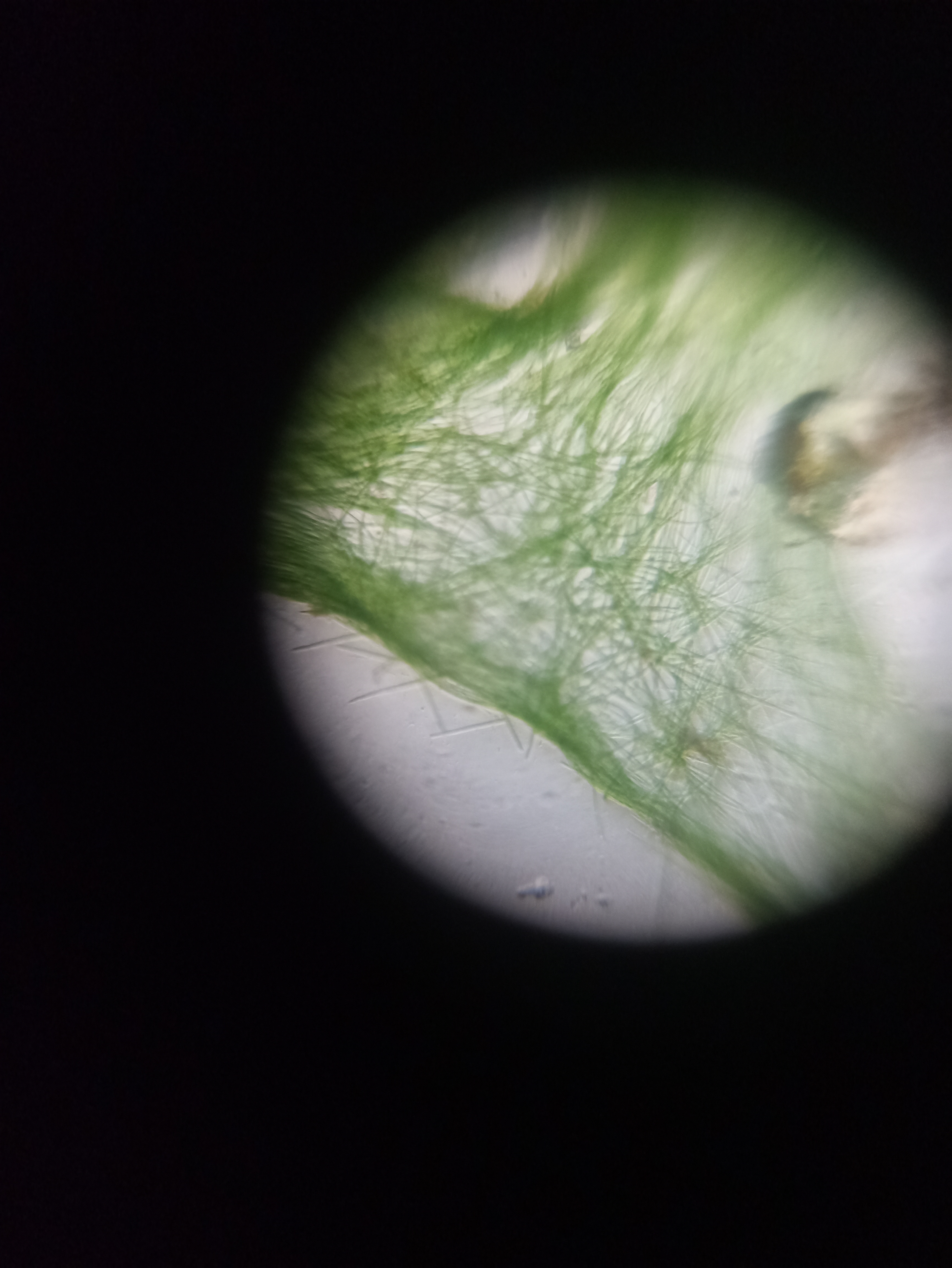 NaN%2FIMG_20240705_175659.jpg?alt=media&token=fadaf225-3627-4fa4-947c-ef7aa91ebc6b