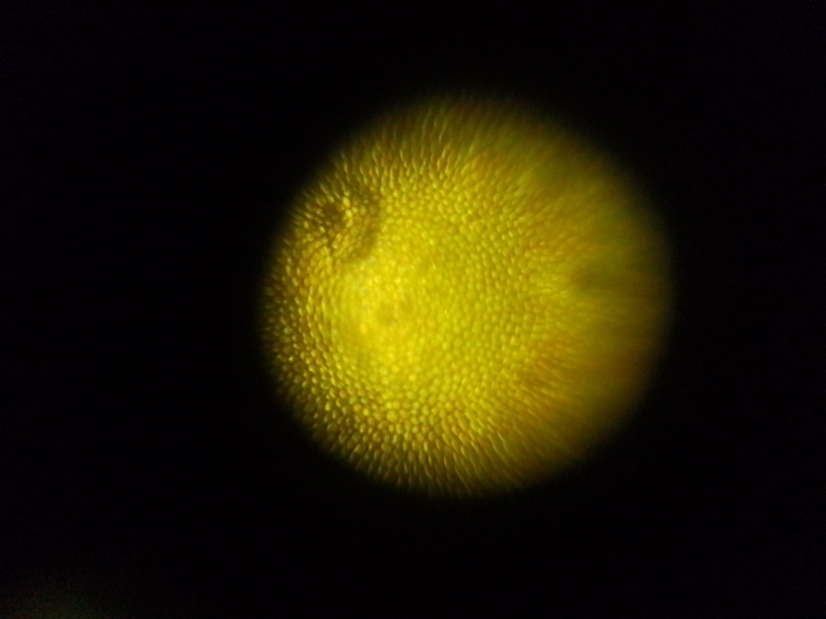 NaN%2FIMG_20240708_211757.jpg?alt=media&token=2349d64c-1f26-4f88-9674-e4e41d60a81e