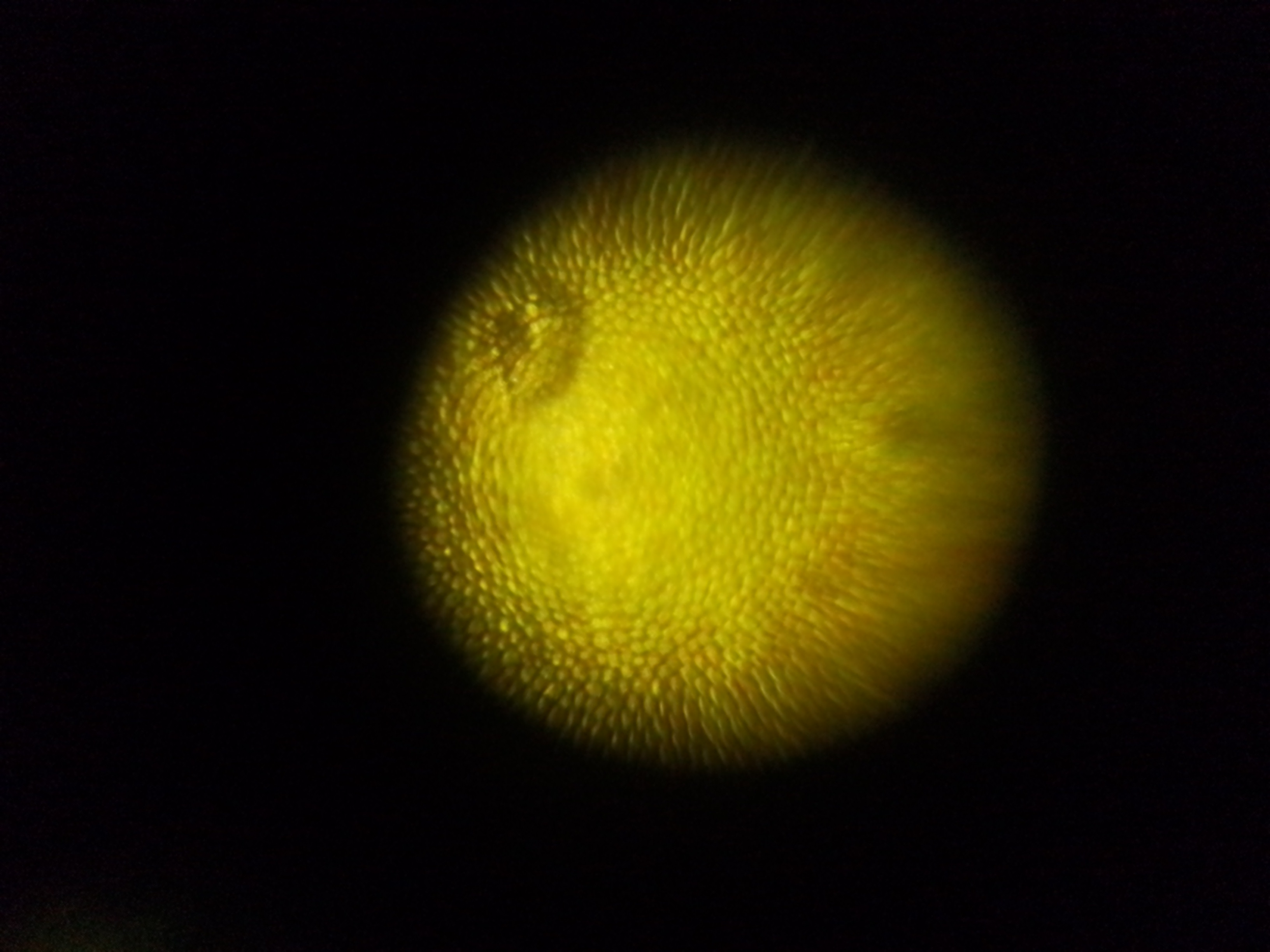 NaN%2FIMG_20240708_211759.jpg?alt=media&token=3cd61bd1-439e-4634-9931-ddcb298ea30d