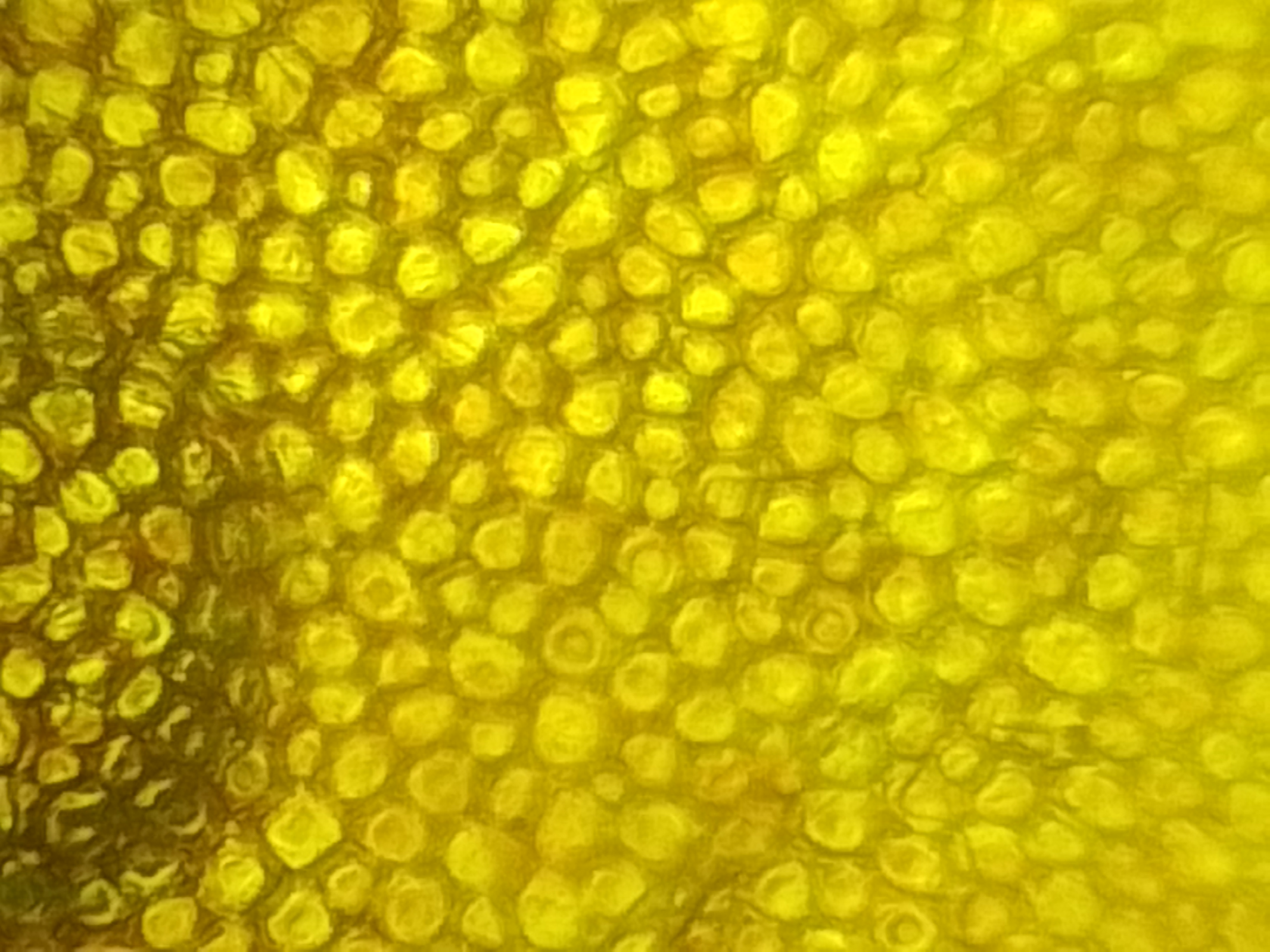 NaN%2FIMG_20240708_211838.jpg?alt=media&token=d99fdc66-68c6-4f2a-a469-1ef25fca4a33