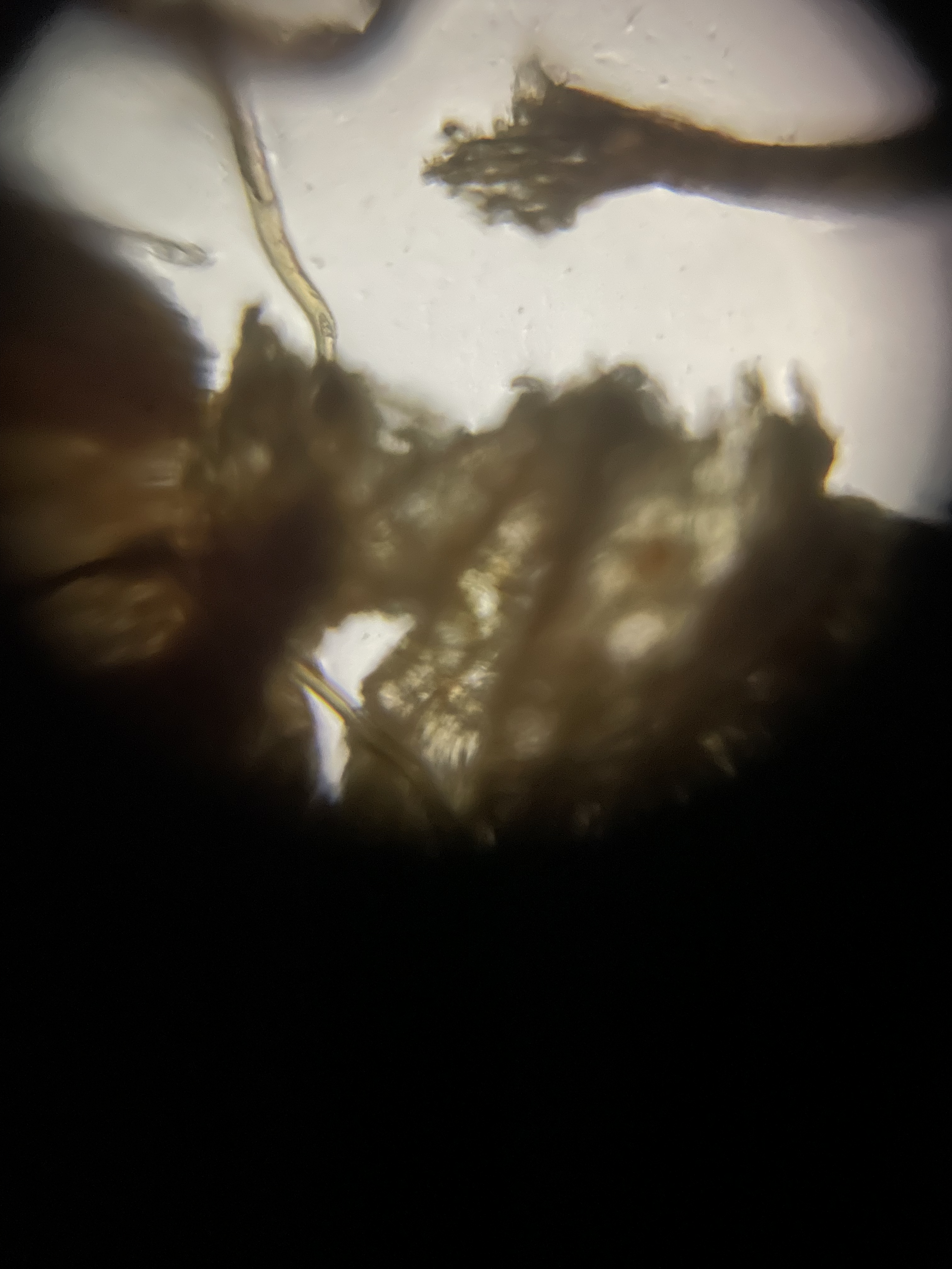 NaN%2FIMG_7481.png?alt=media&token=9da2bb97-ea5c-48b9-8056-ba1a72050eb8