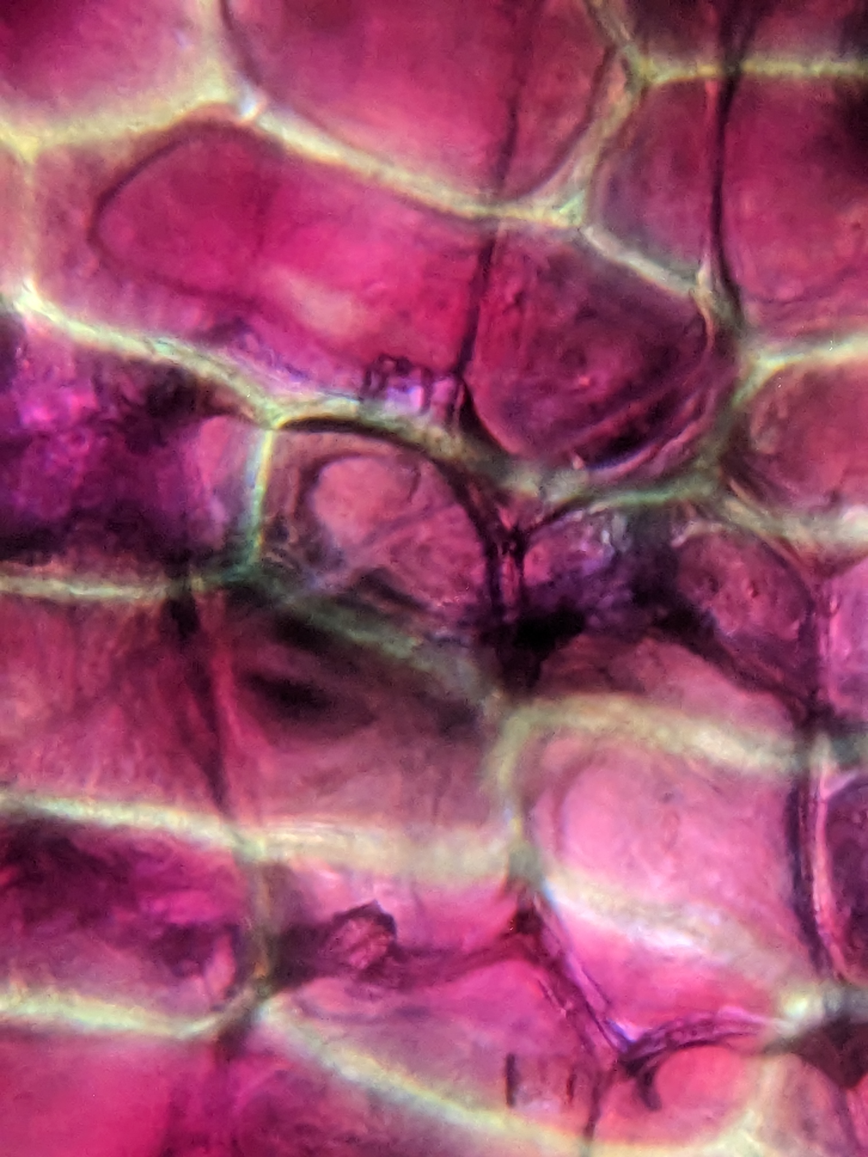 NaN%2FPXL_20230102_194805694.jpg?alt=media&token=cd24fed6-2ee6-4fc6-835d-0d351c8fb57c