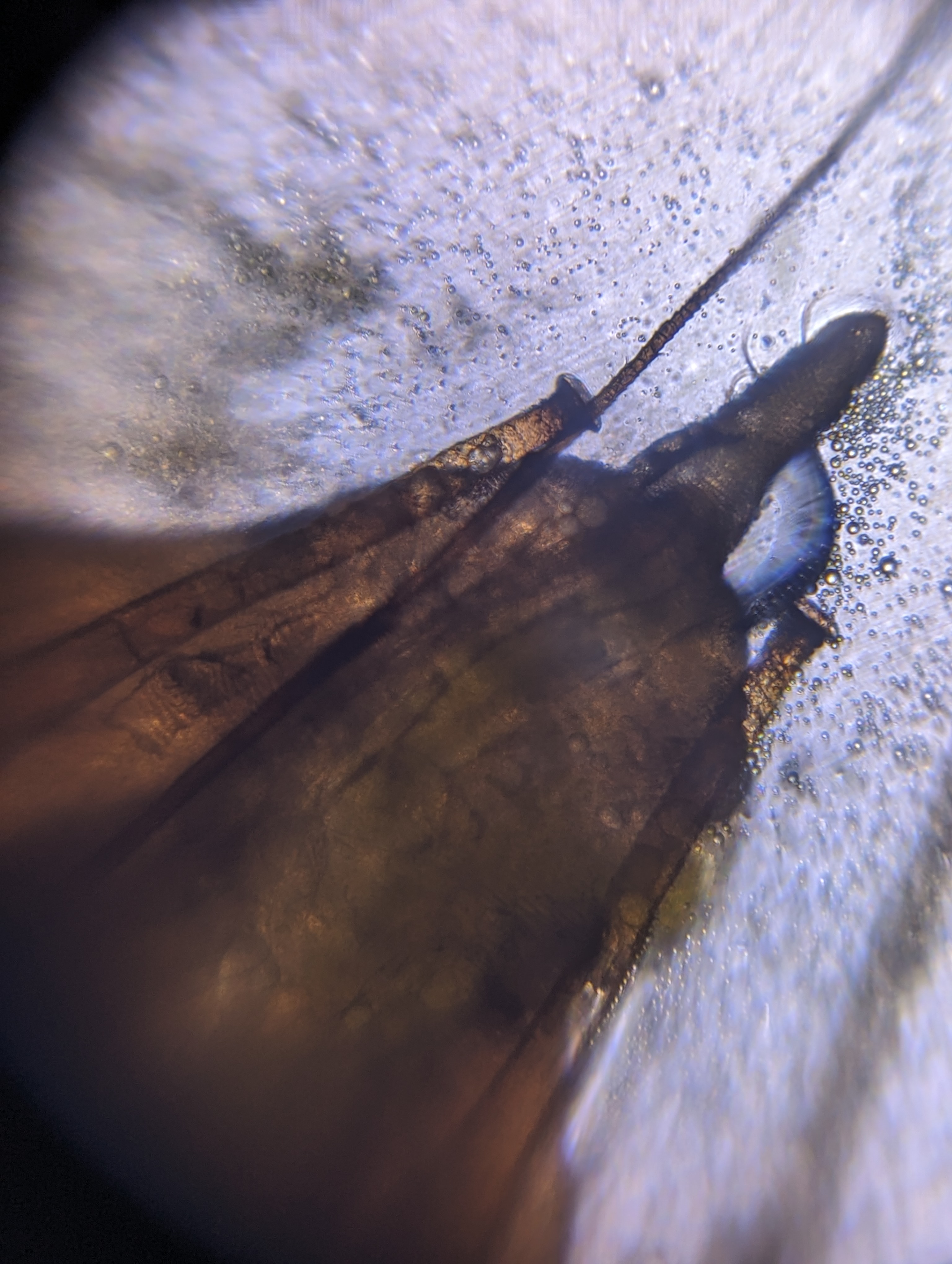 NaN%2FPXL_20230825_050939912.MP.jpg?alt=media&token=a3c8f65b-ca16-4b03-b311-f5abe7efdfc2