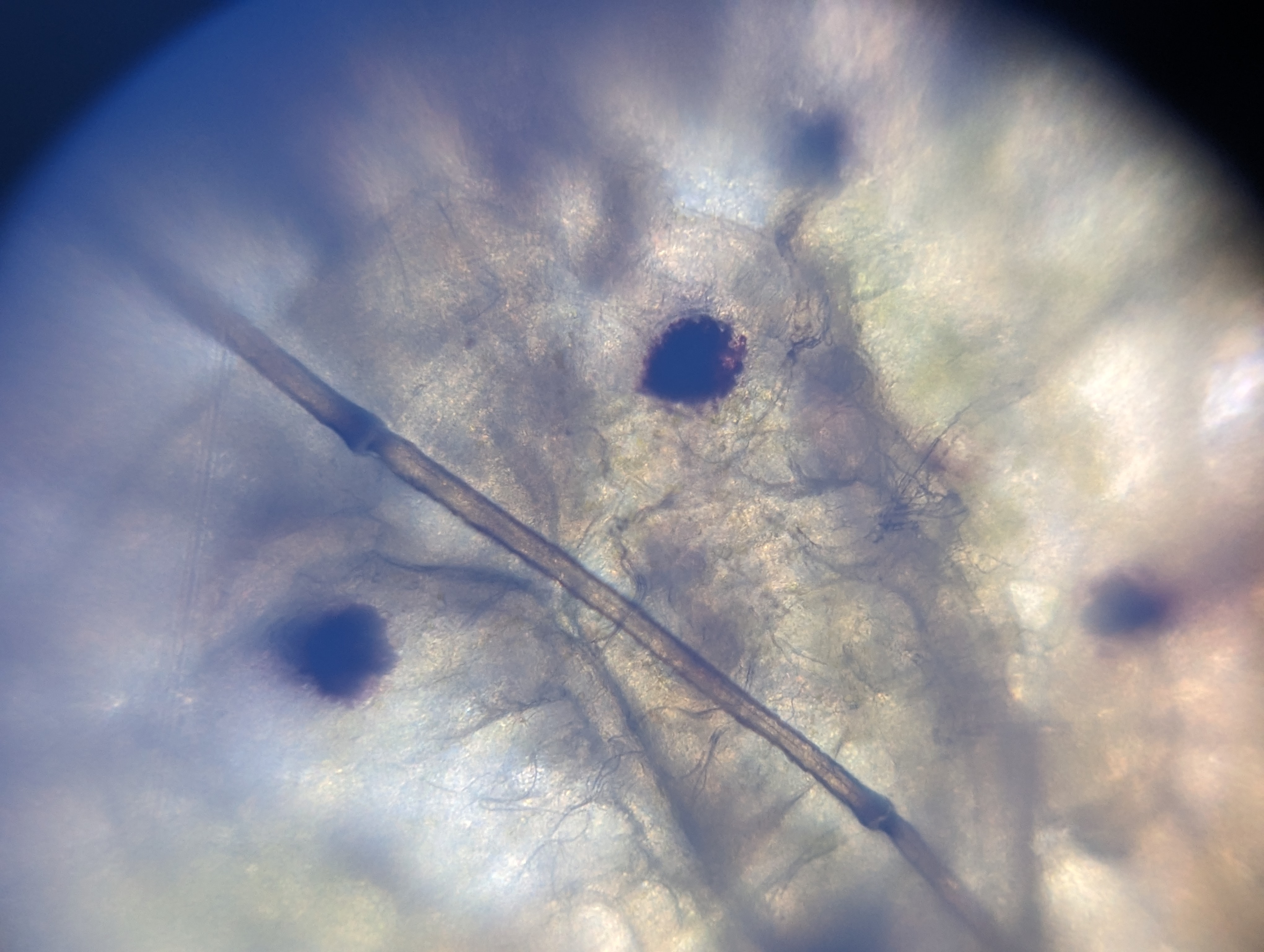 NaN%2FPXL_20230825_050955091.MP.jpg?alt=media&token=e5ea948e-6589-4961-97d5-4383cf03e33c