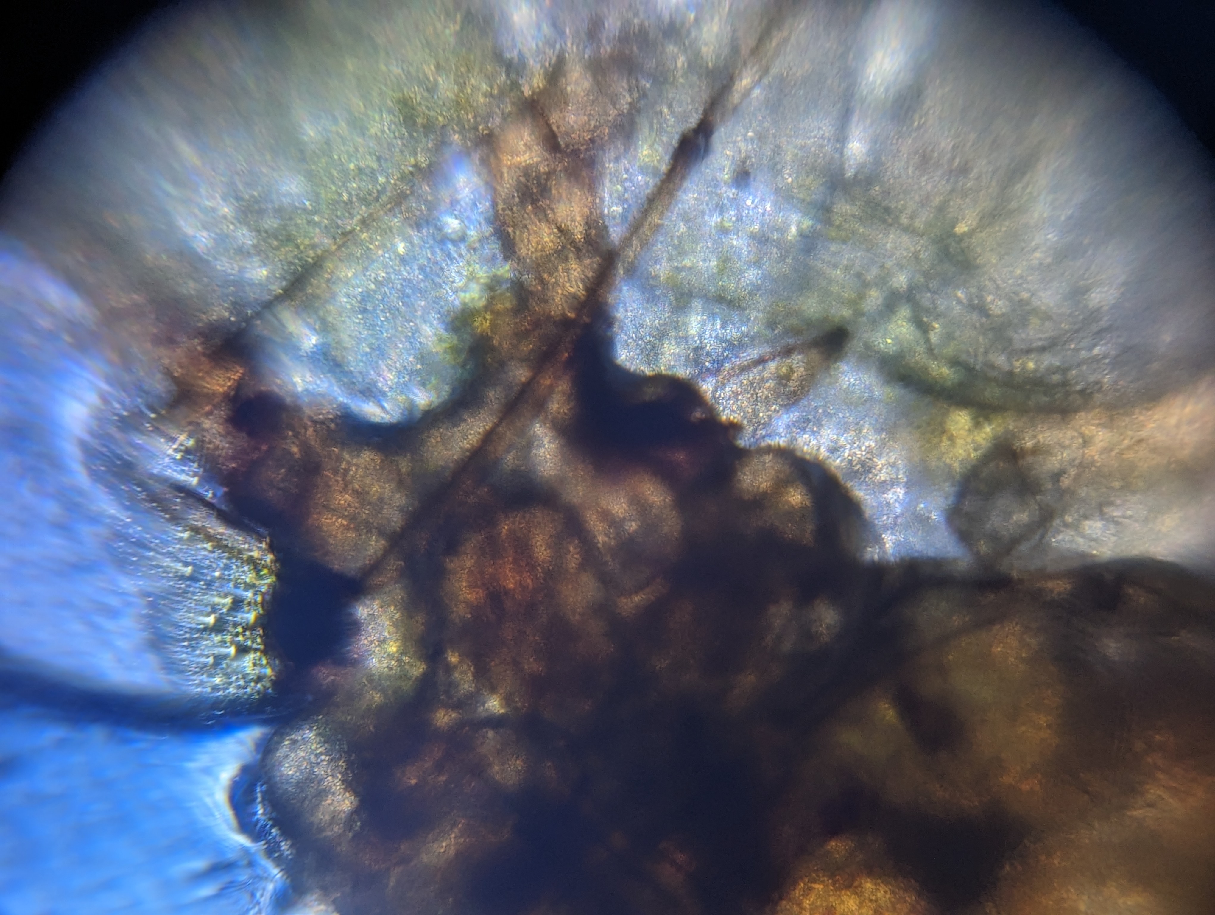 NaN%2FPXL_20230825_051024483.MP.jpg?alt=media&token=df388e63-708f-43fa-8e84-5077fe9a3cff