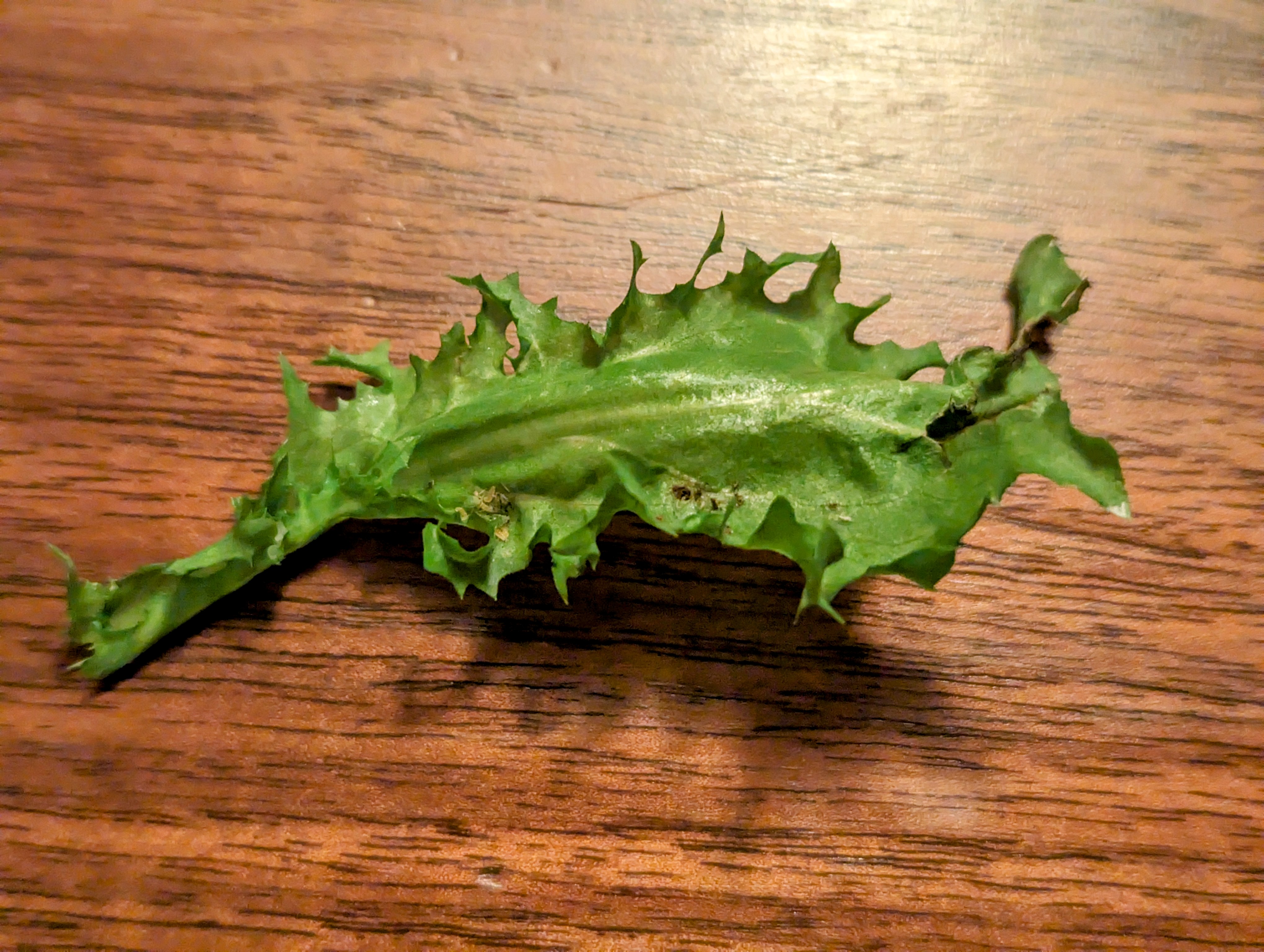 NaN%2FPXL_20230825_051632488.MP~2.jpg?alt=media&token=6e2fb598-b413-4a77-ad67-79b88eaa8926