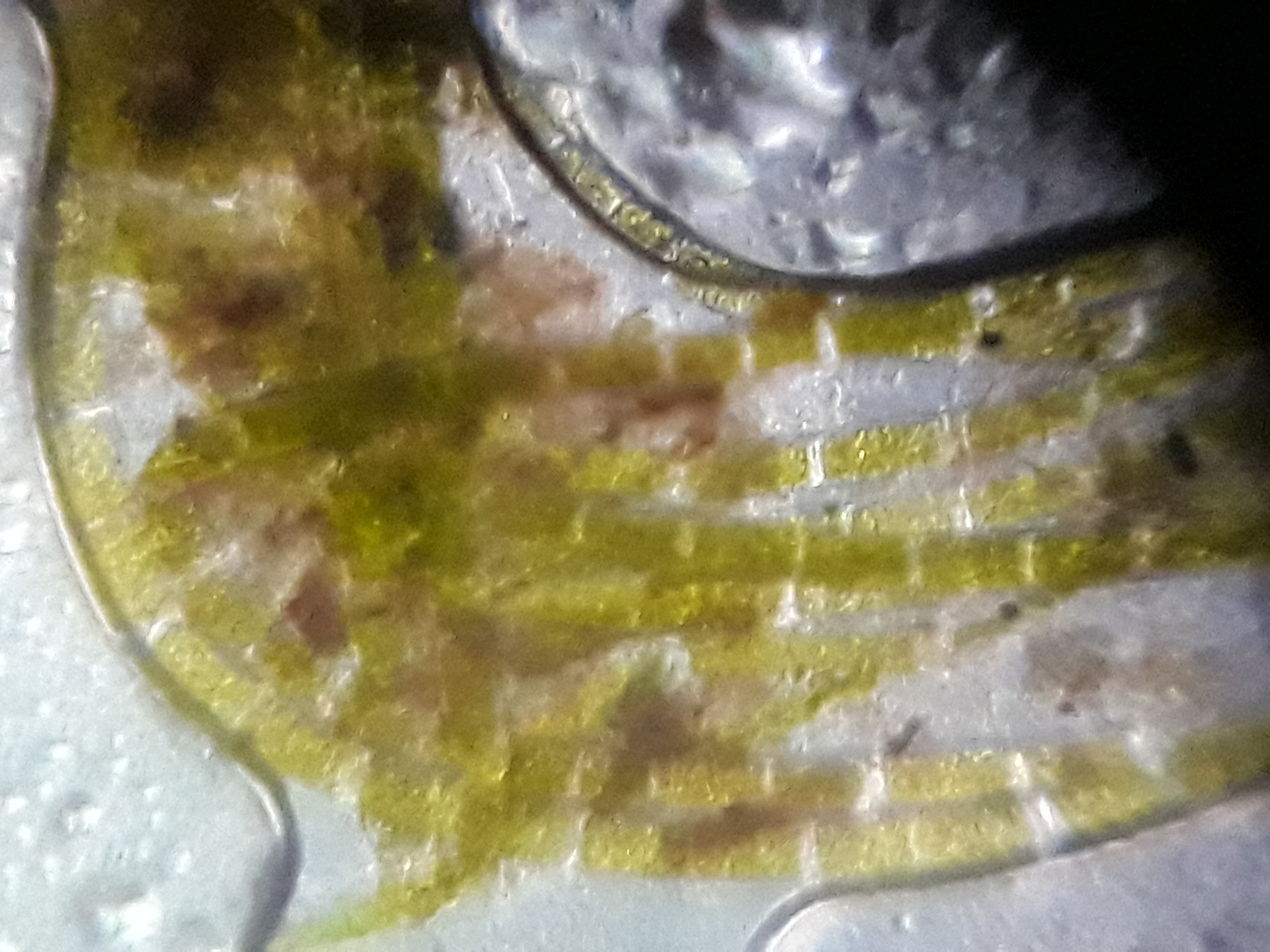 NaN%2FPondAlgae1_4x140x.jpg?alt=media&token=ad0948cf-678d-4e9a-9f30-3777c2289581