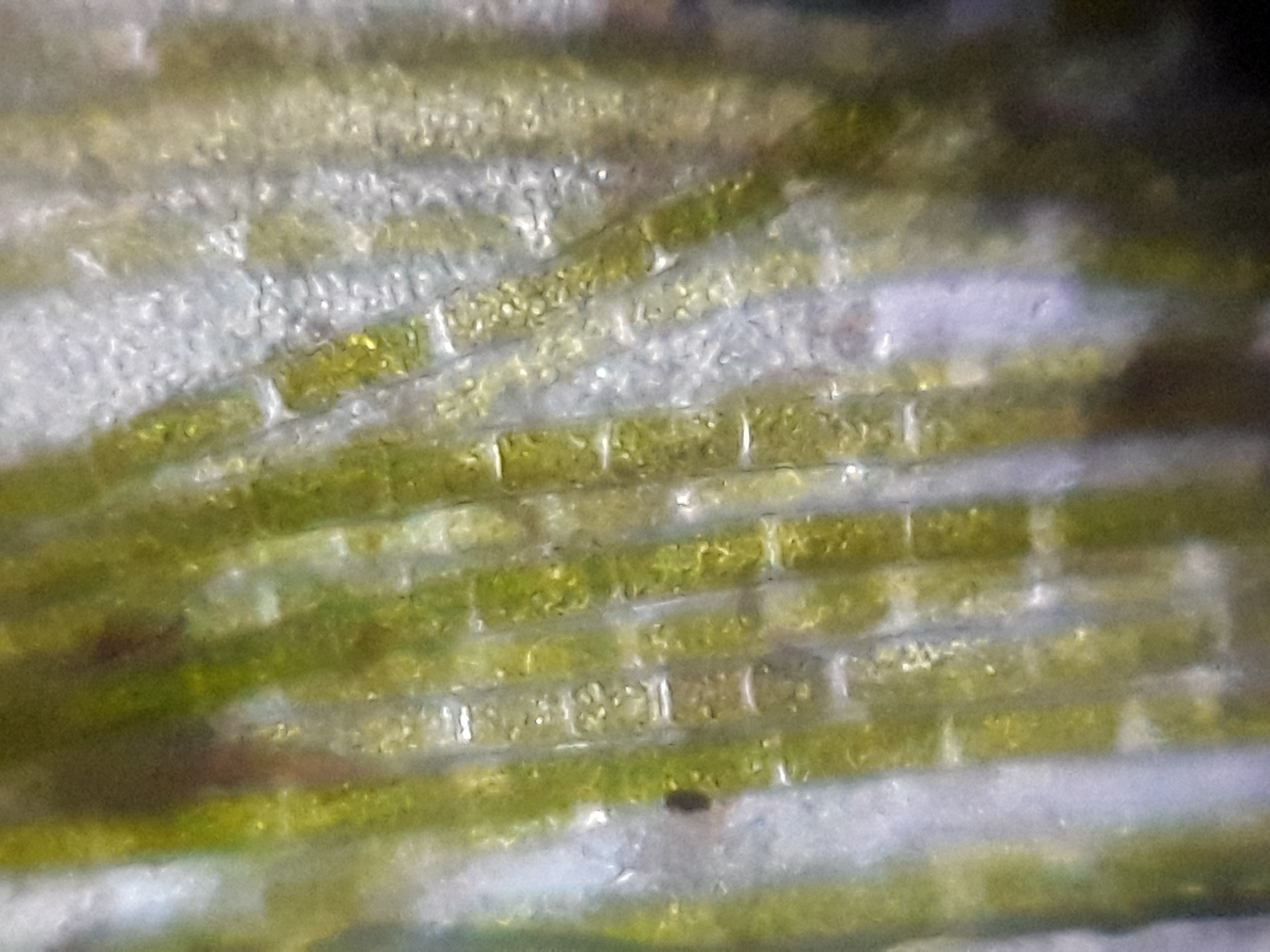 NaN%2FPondAlgae2_4x140x.jpg?alt=media&token=d7ca268e-94e5-47cc-9d88-1499fae7933b