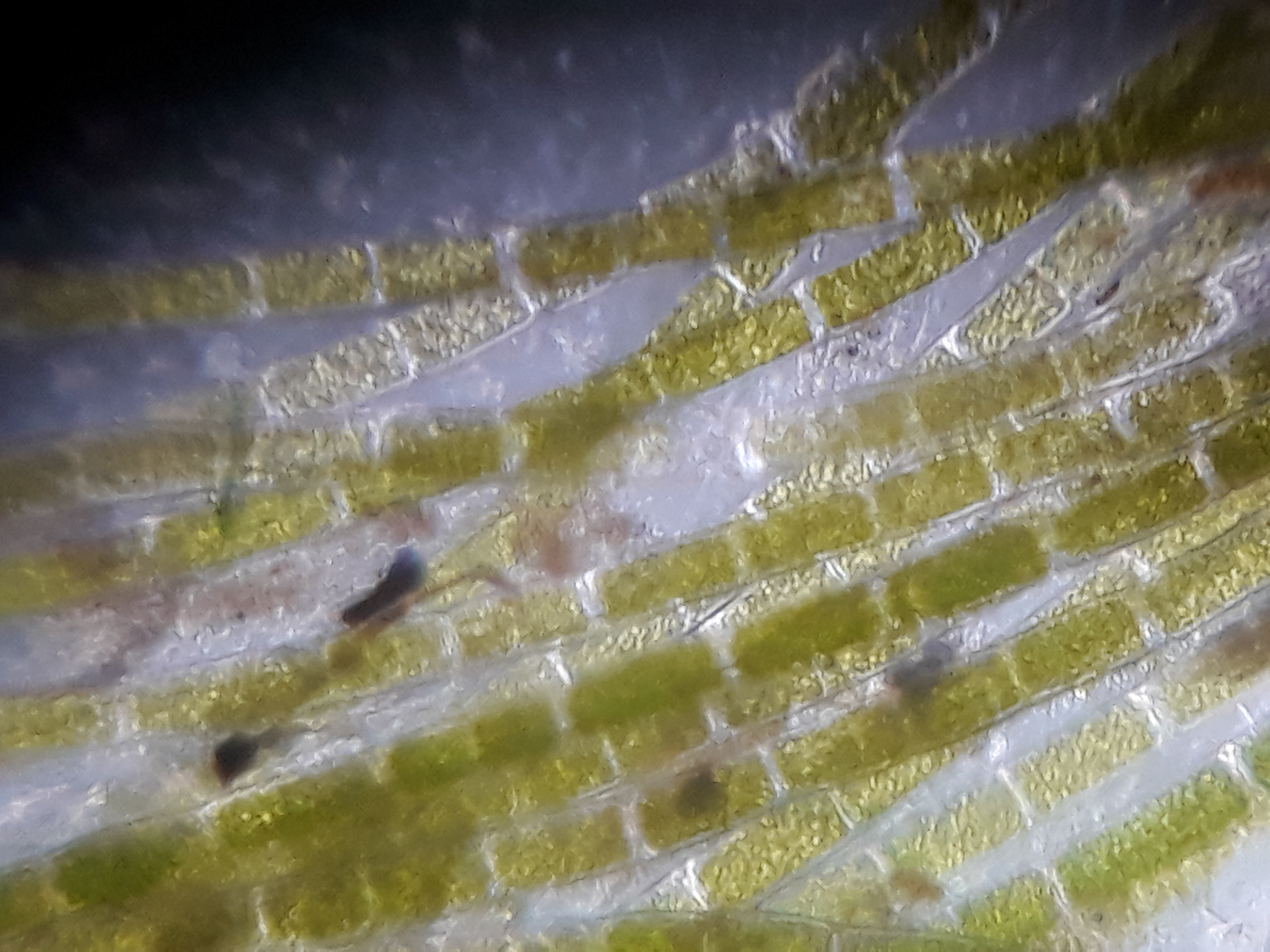 NaN%2FPondAlgae5.jpg?alt=media&token=72cc631d-2834-49e5-877a-0aa59b5b451b