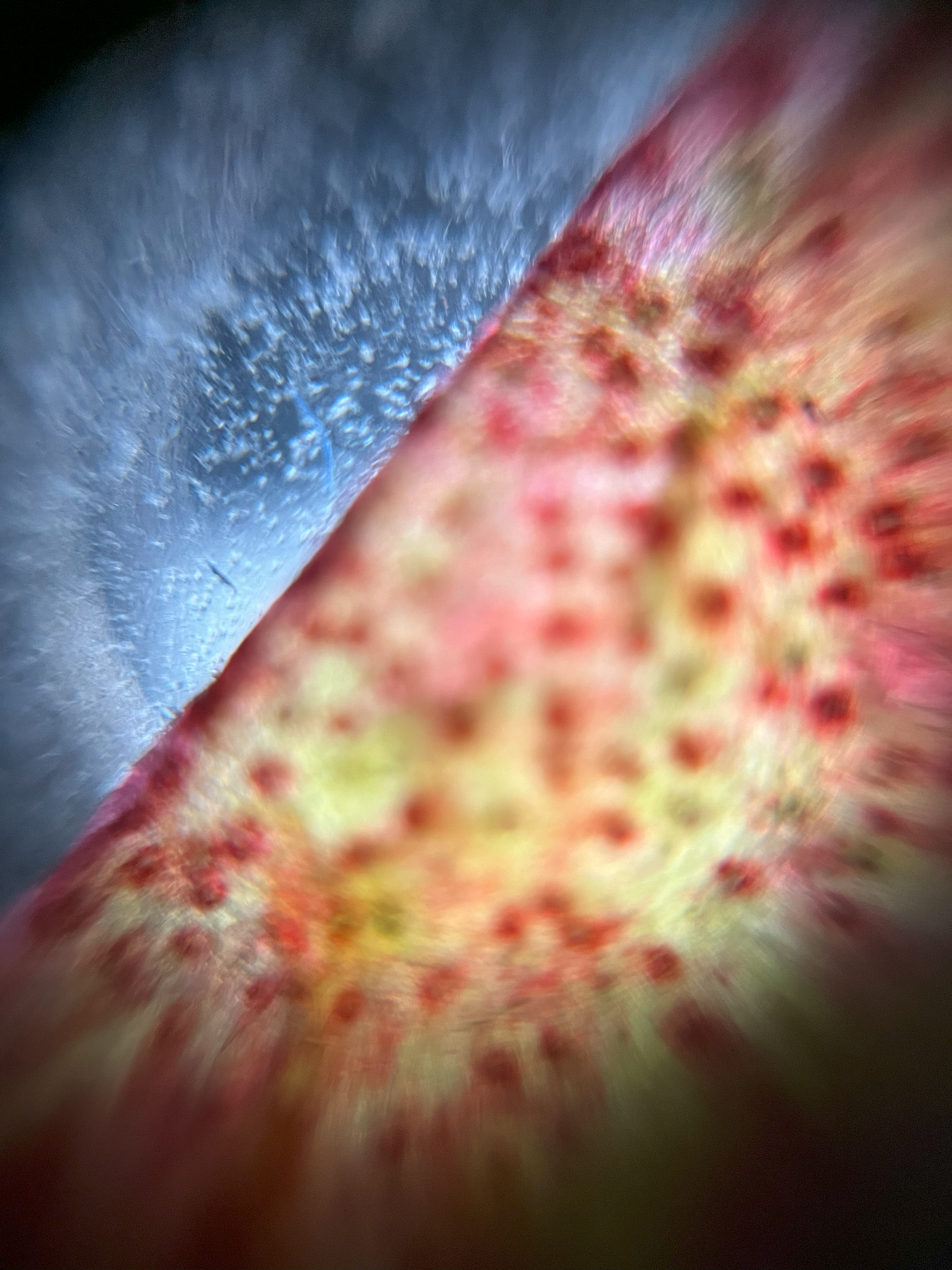 NaN%2Fnectarine_skin_50x.png?alt=media&token=63c0a8ce-1104-42d3-a4a9-2d08c90e6349