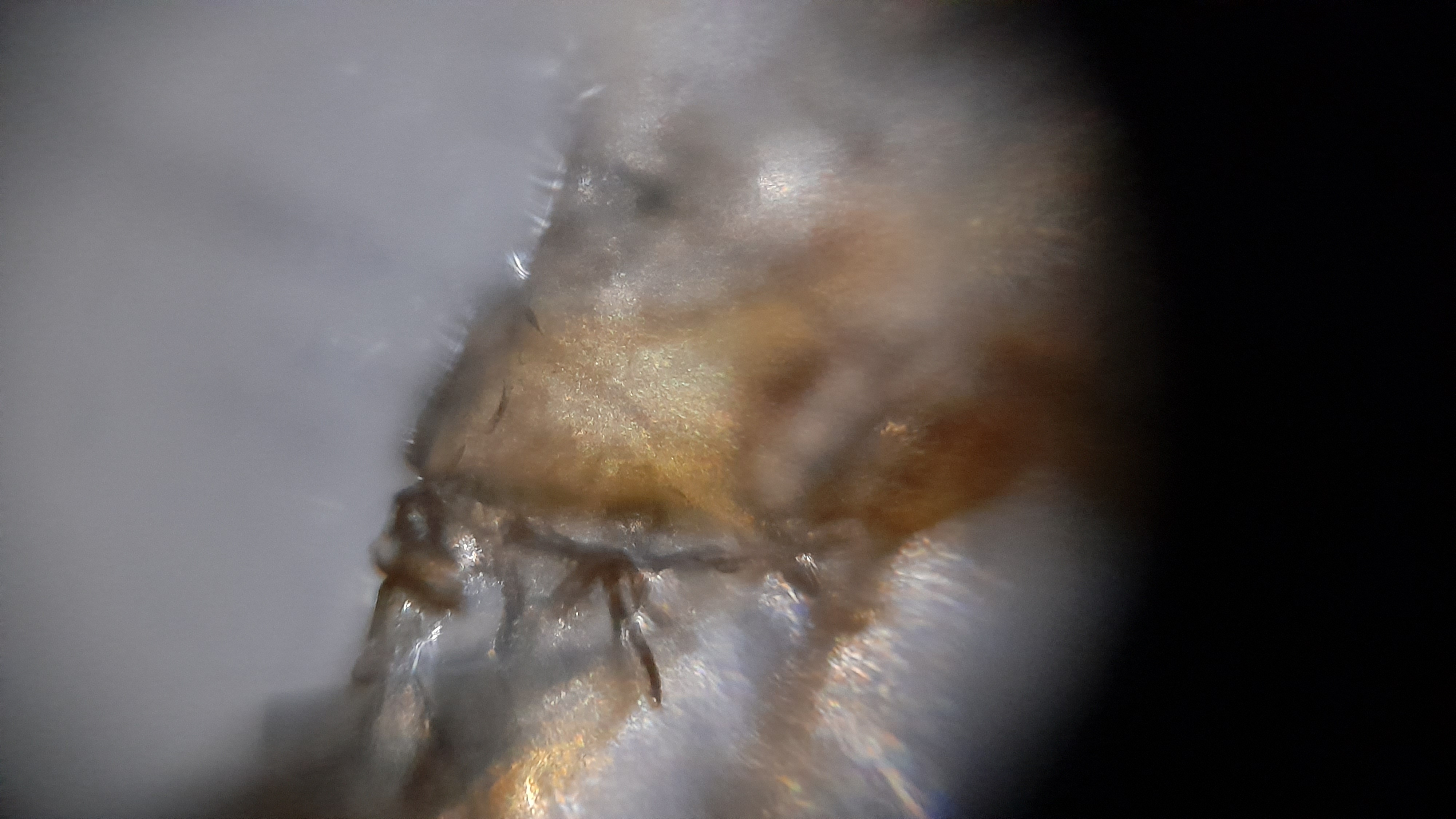 NaN%2Fnyamuk%20mati%201.jpg?alt=media&token=e50bf925-48d4-4edb-9e62-28066d9aac70