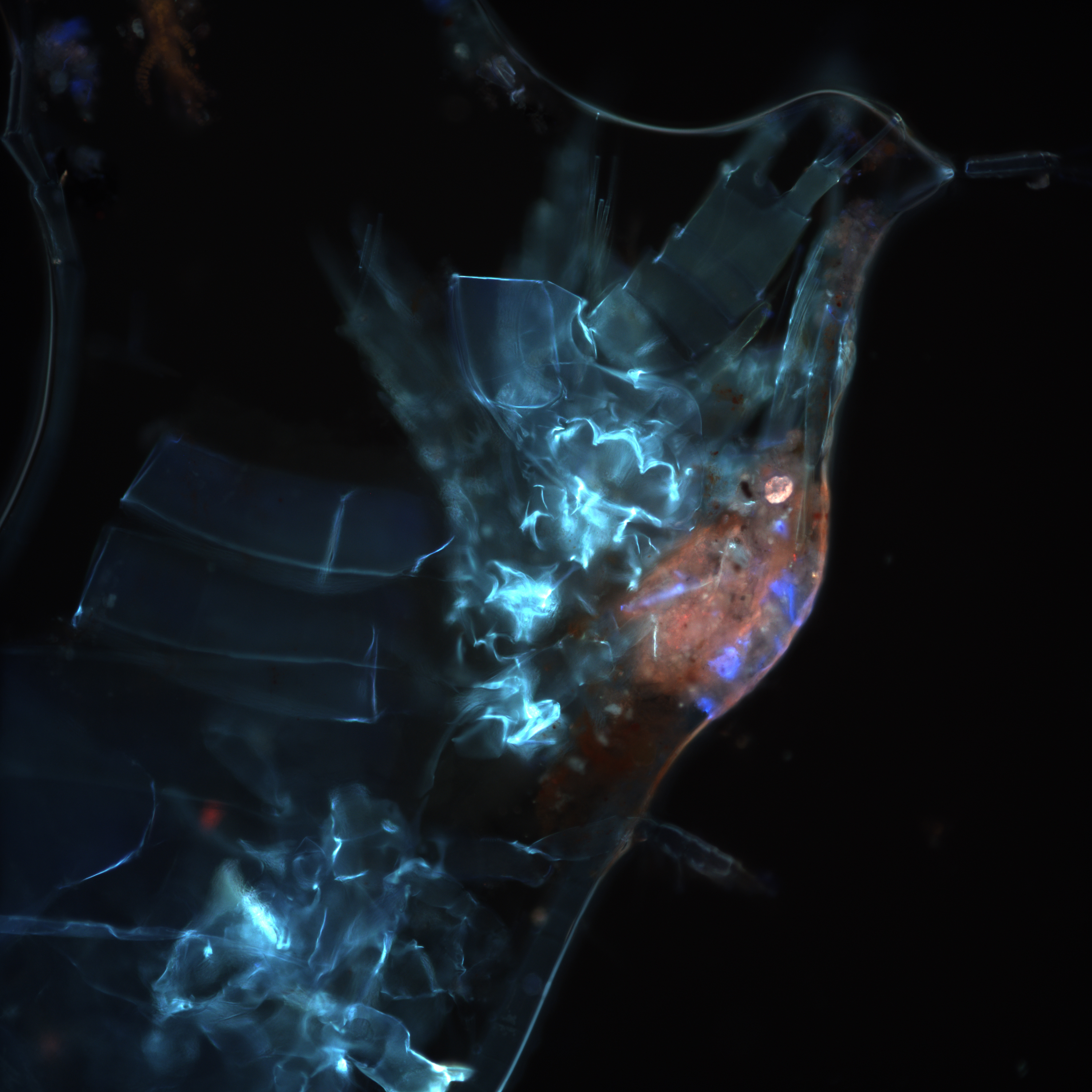 NaN%2Foctopi__0006_0_74882.jpg?alt=media&token=ff5584ed-f865-4f8a-8c97-8801c9568bf2