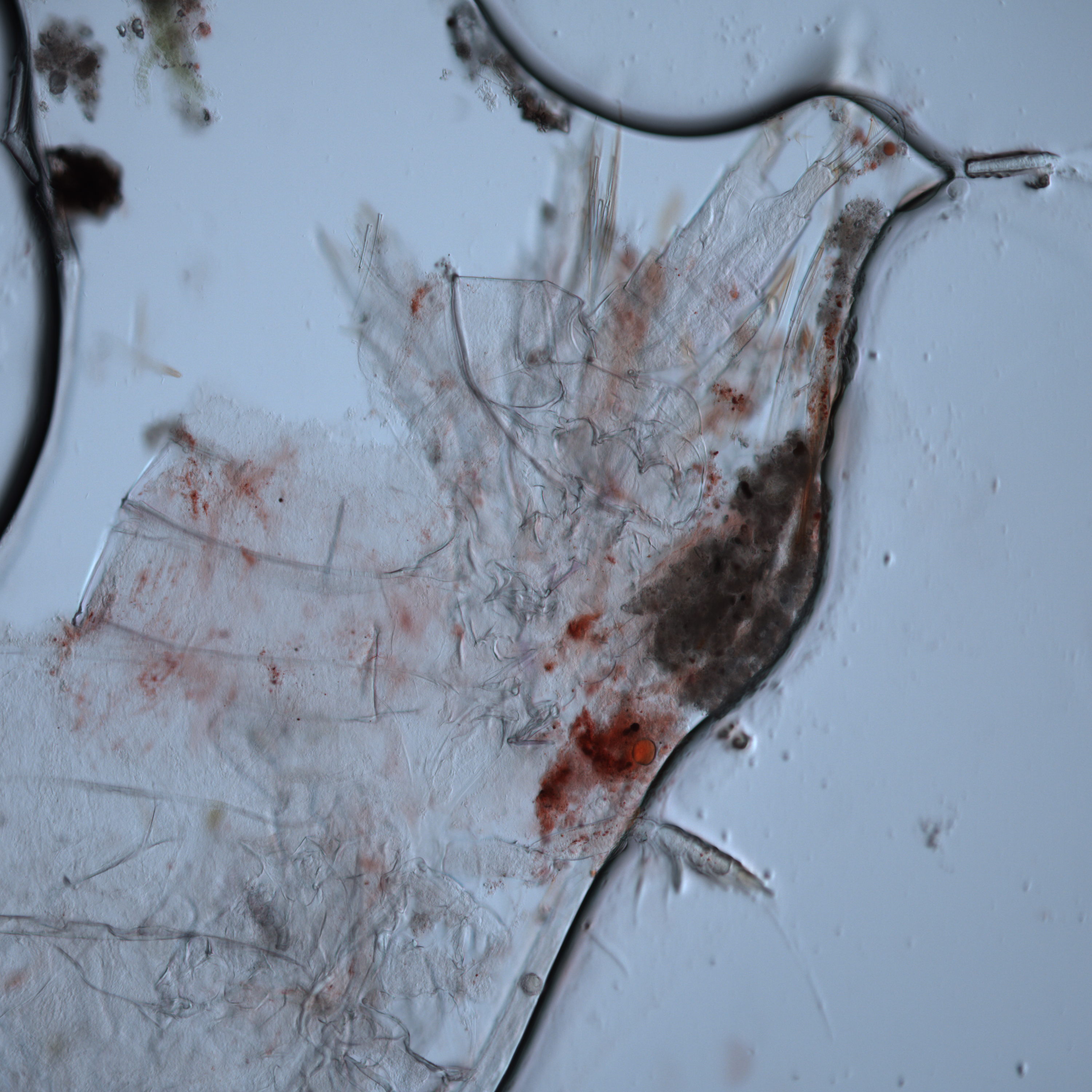 NaN%2Foctopi__0007_0_74818.jpg?alt=media&token=bbff99c6-f892-47b2-8cd8-9784630d0b64